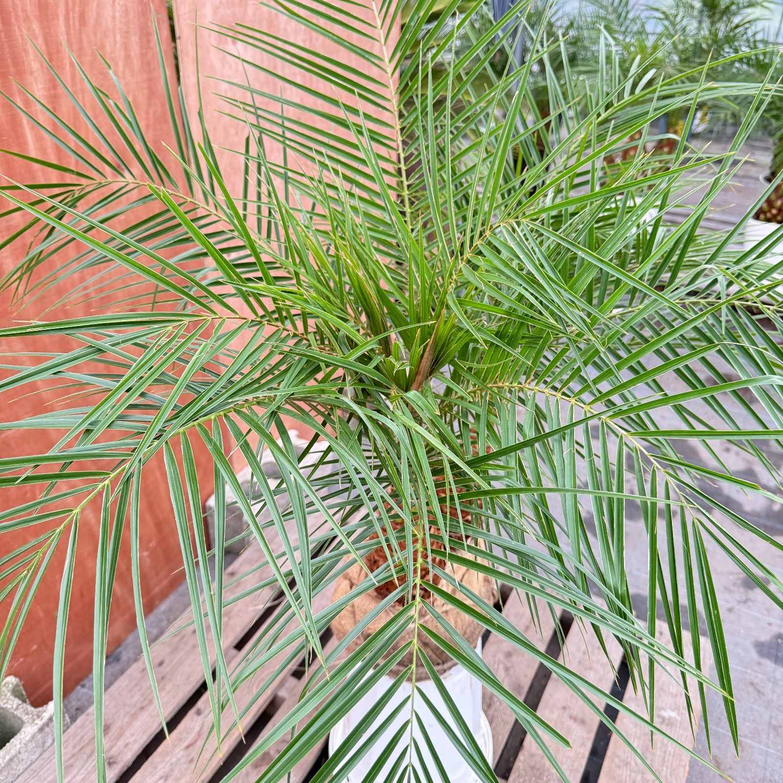 限定株】フェニックス・ロベレニー🌴 2本立ち 希少な極太幹✨ 葉先約