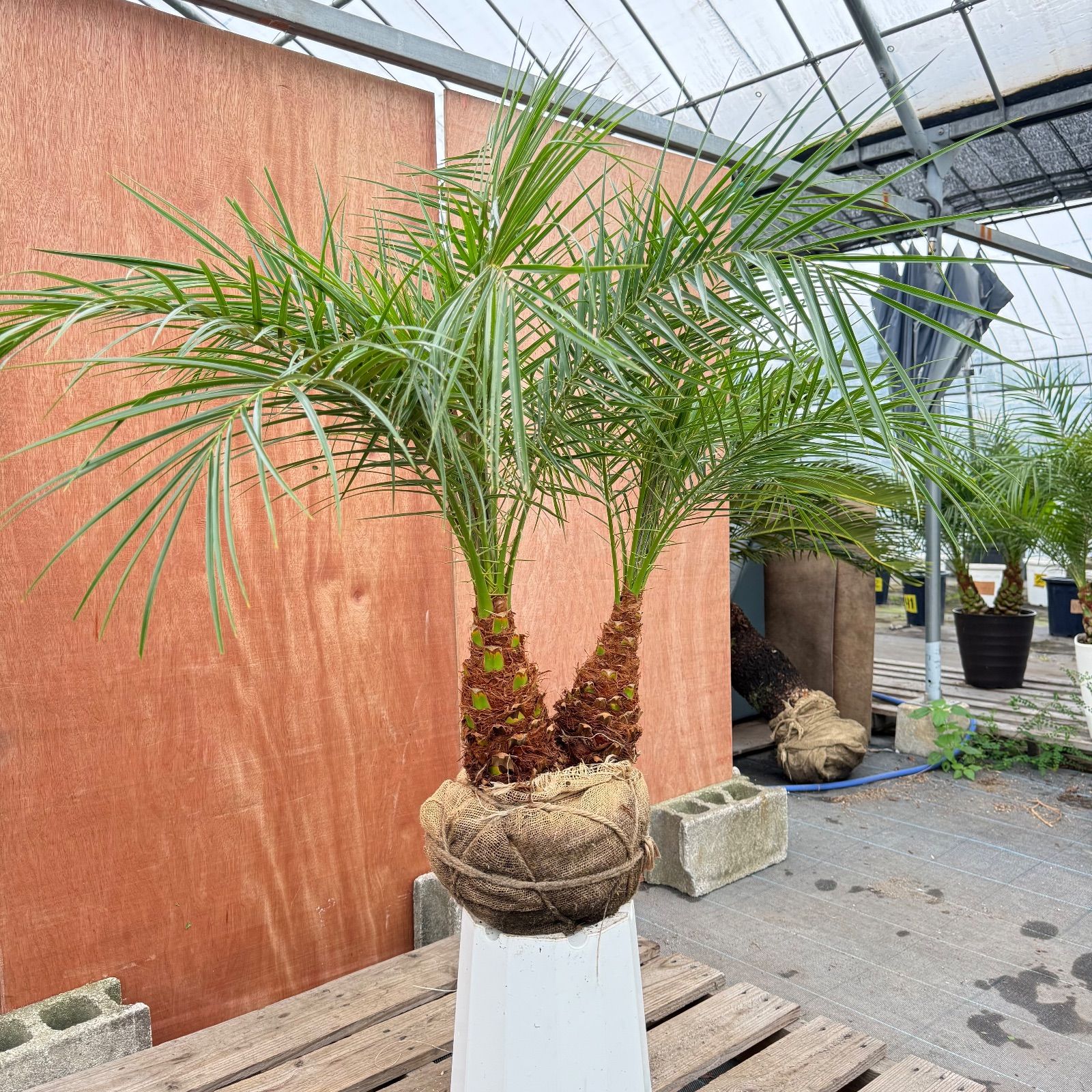 限定株】フェニックス・ロベレニー🌴 2本立ち 希少な極太幹✨ 葉先約