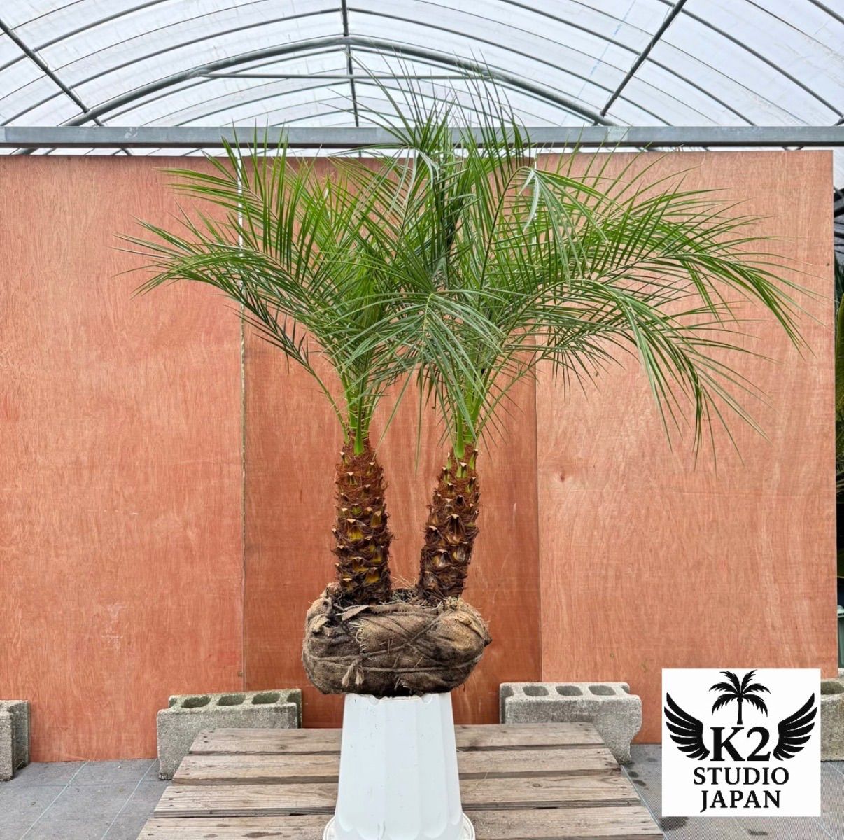 株 フェニックス ロベレニー 2本立ち な 太幹 葉先約110 cm 美樹形シンボルツリー