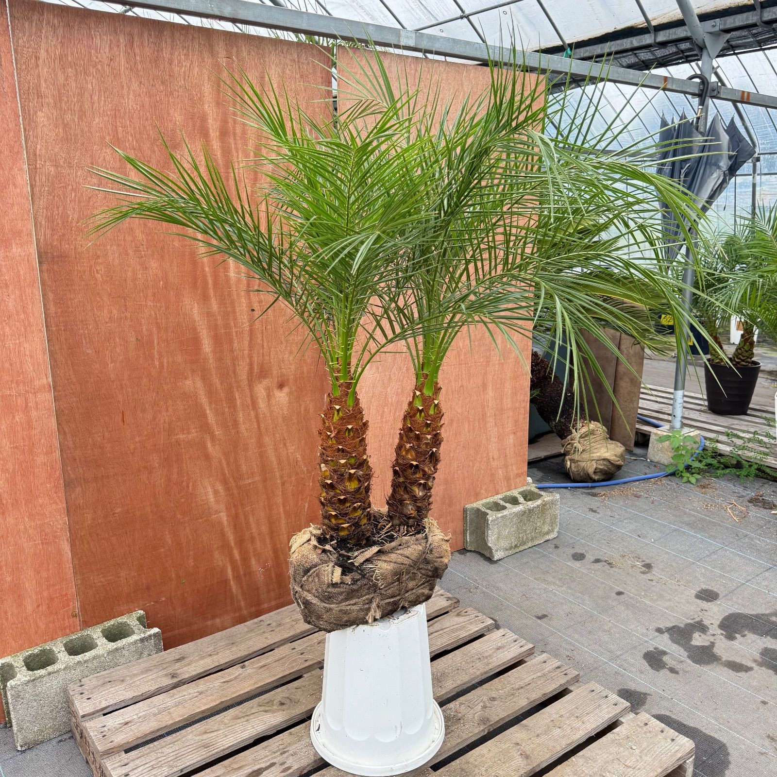 株 フェニックス ロベレニー 2本立ち な 太幹 葉先約110 cm 美樹形シンボルツリー