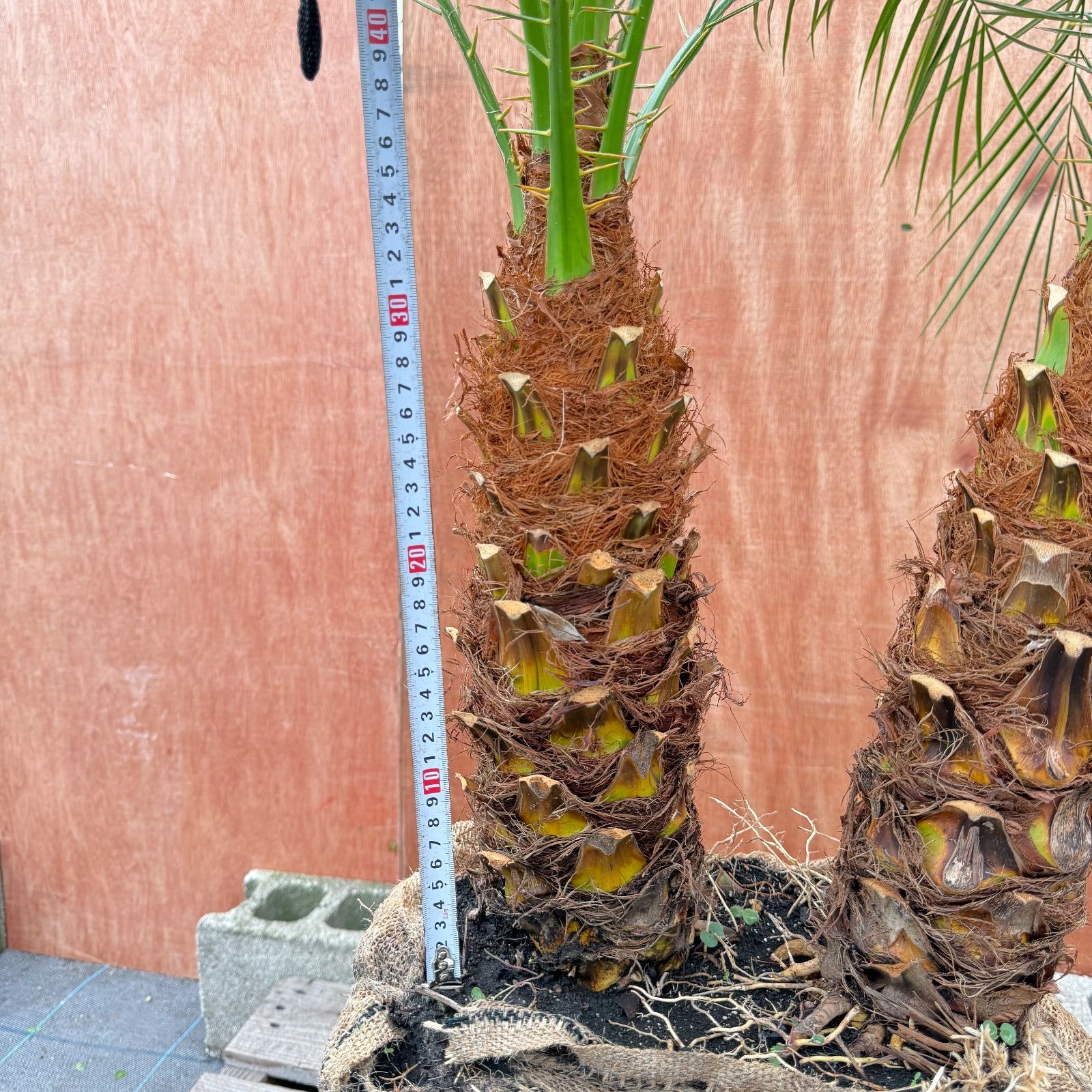 株 フェニックス ロベレニー 2本立ち な 太幹 葉先約110 cm 美樹形シンボルツリー