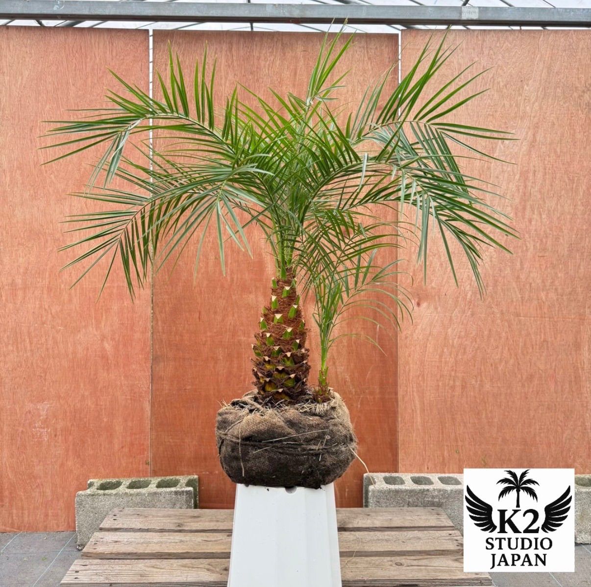 限定株】フェニックス・ロベレニー🌴 2本立ち 希少な極太幹✨ 葉先約