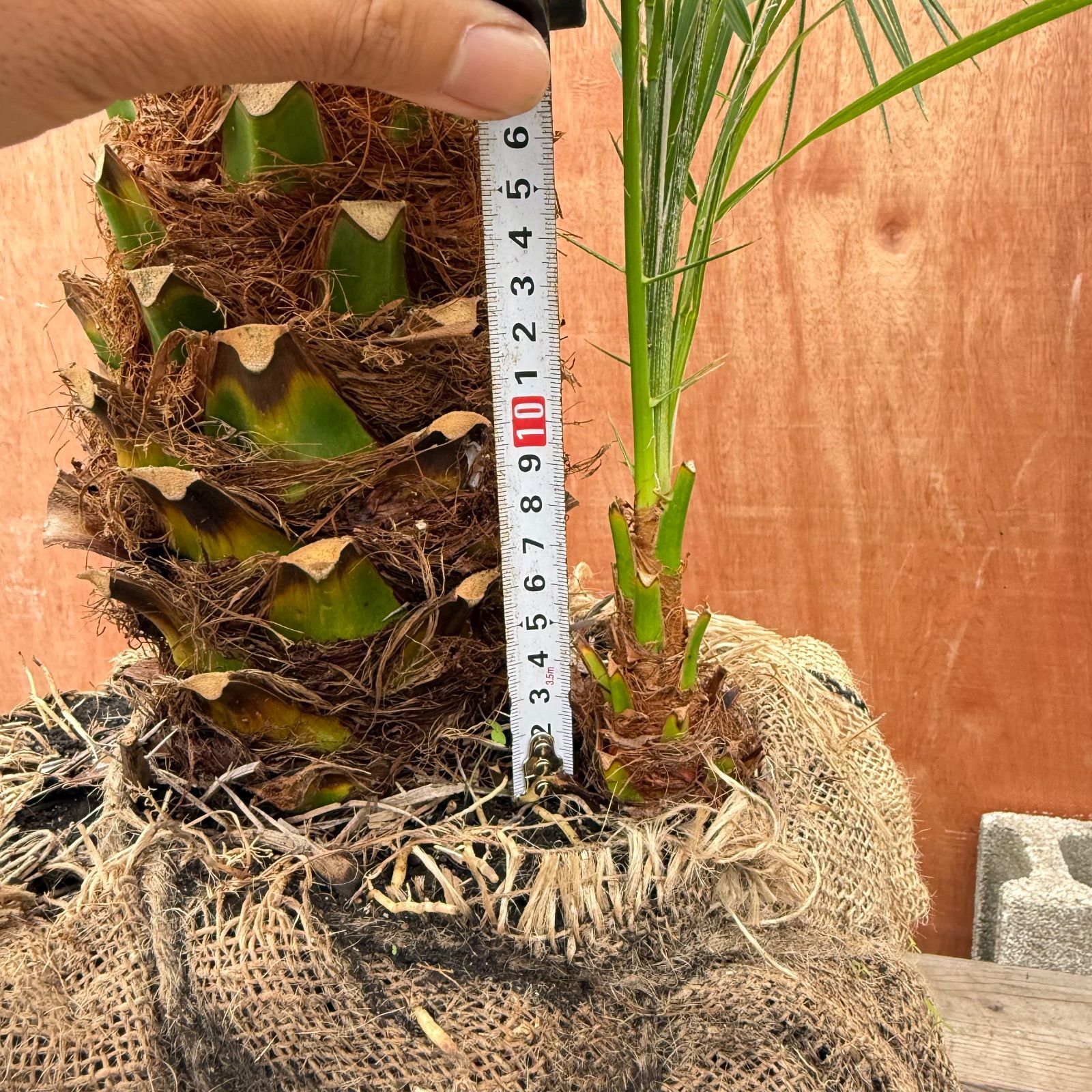 限定株】フェニックス・ロベレニー🌴 2本立ち 希少な極太幹✨ 葉先約