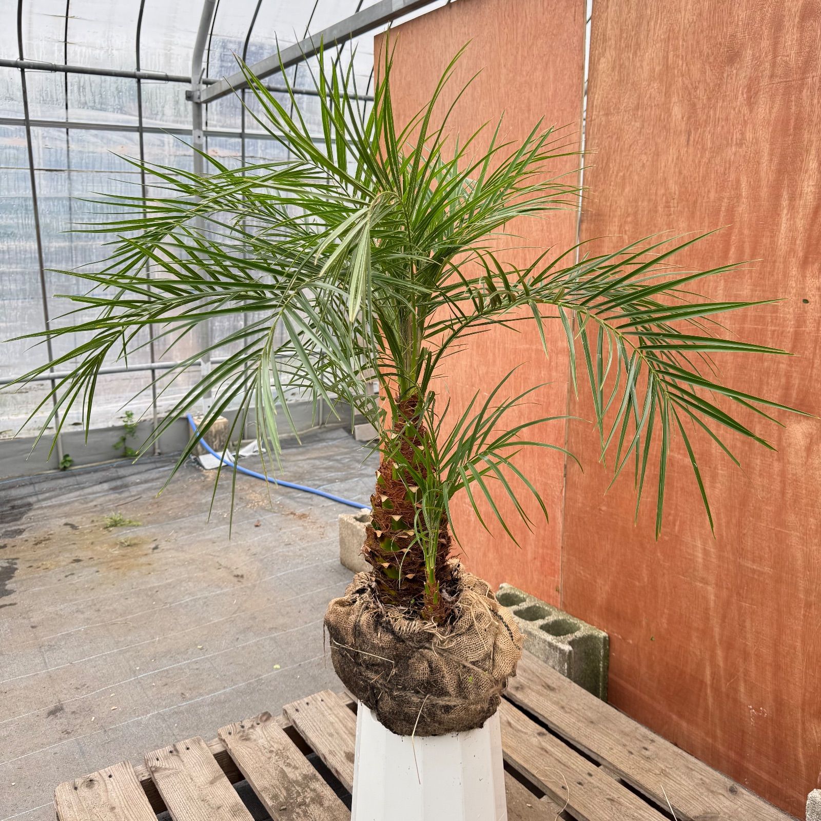 限定株】フェニックス・ロベレニー🌴 2本立ち 希少な極太幹✨ 葉先約