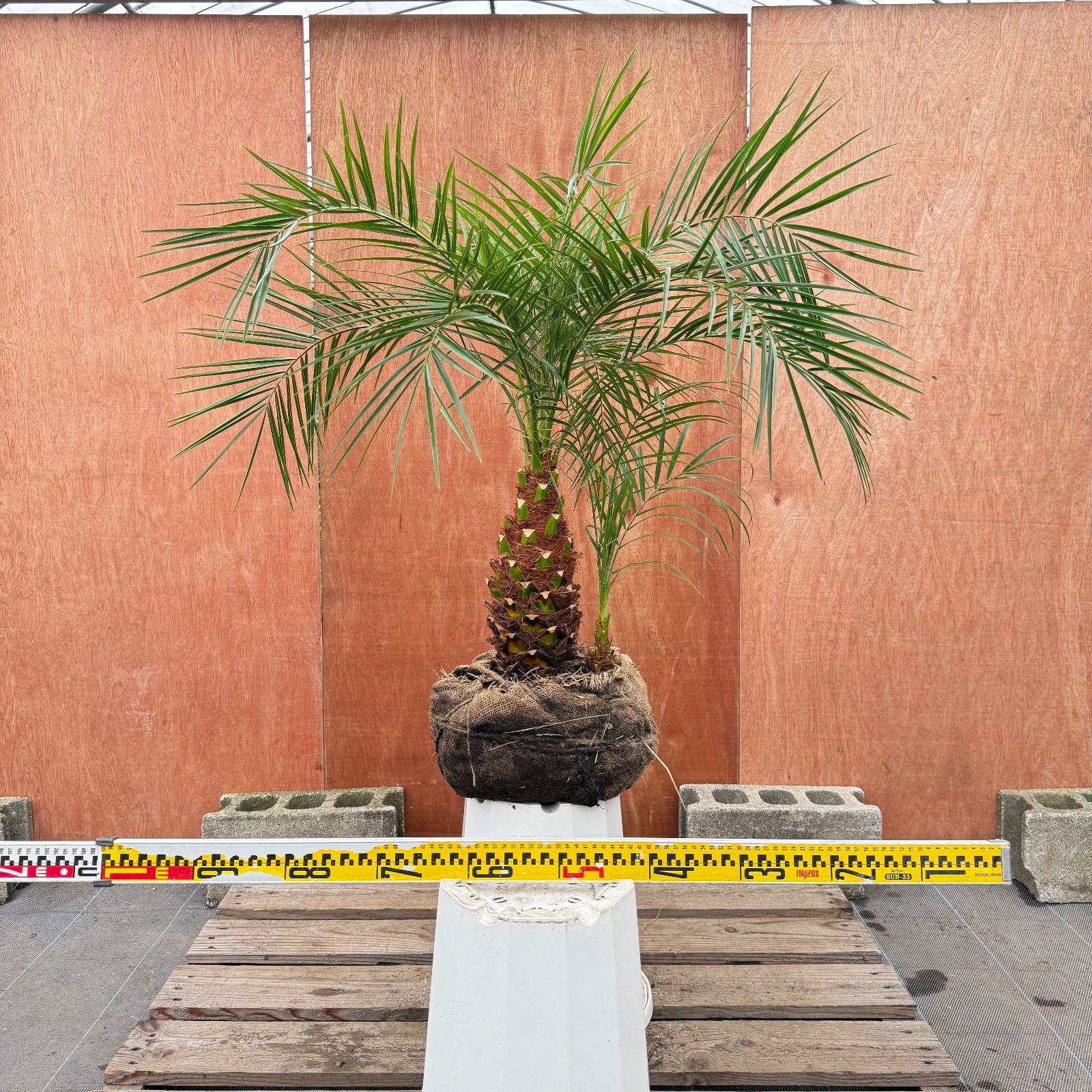 限定株】フェニックス・ロベレニー🌴 2本立ち 希少な極太幹✨ 葉先約