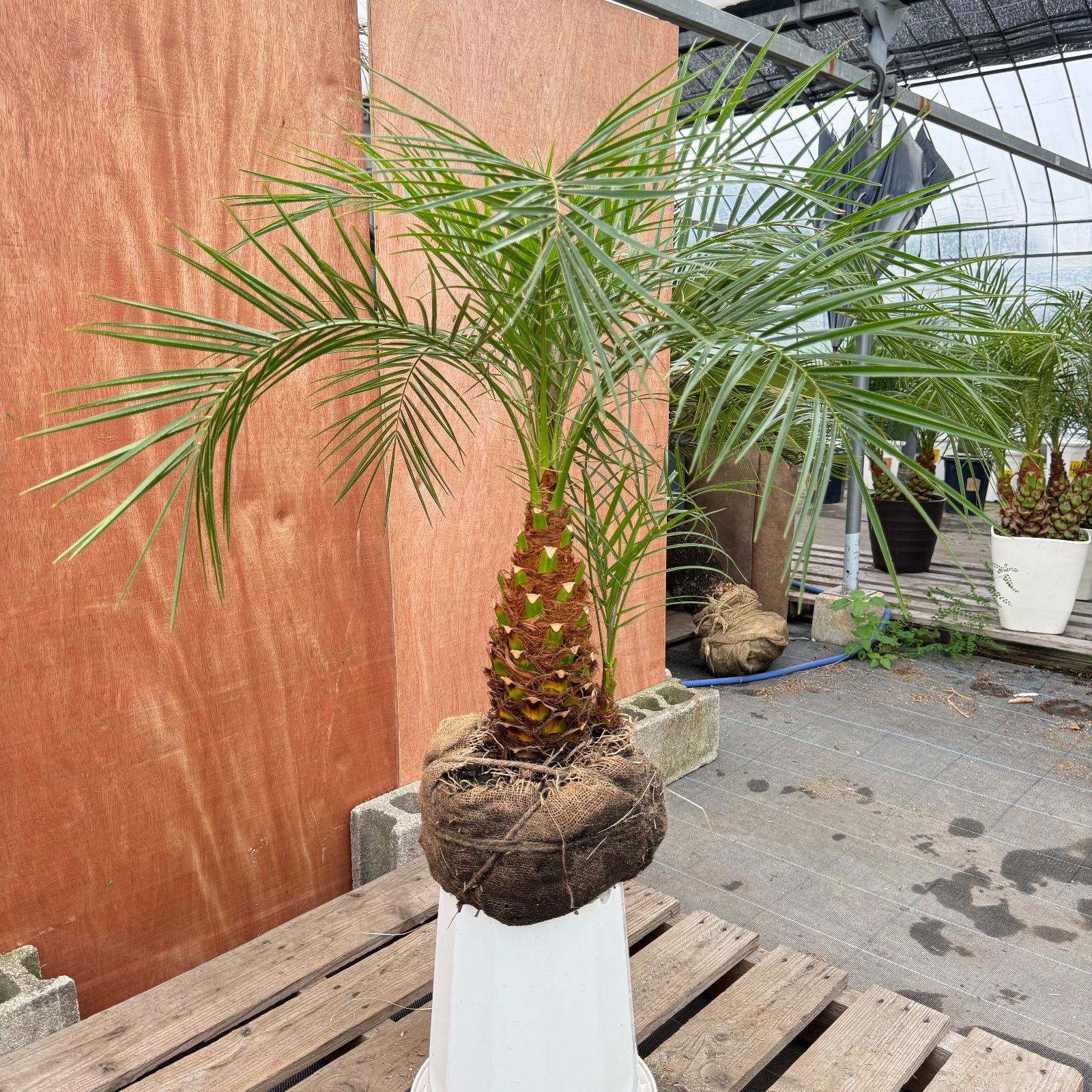 t*n様 フェニックス・ロベレニー 2本立ち 葉先80cm 希少株 t*n様 フェニックス・ロベレニー 2本立ち 葉先80cm 希少株 限定株