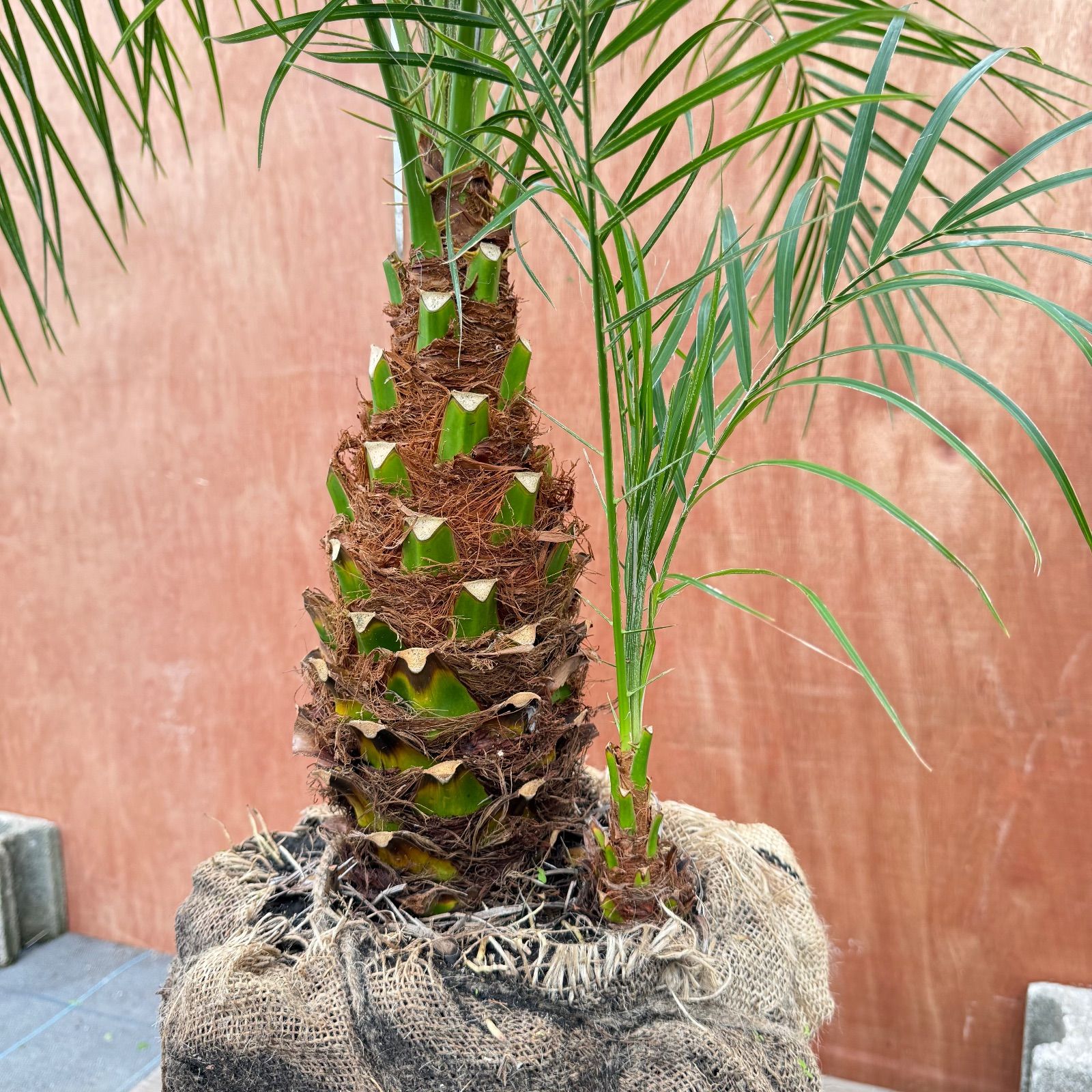 R*B様 フェニックス・ロベレニー 2本立ち 葉先70cm 希少株