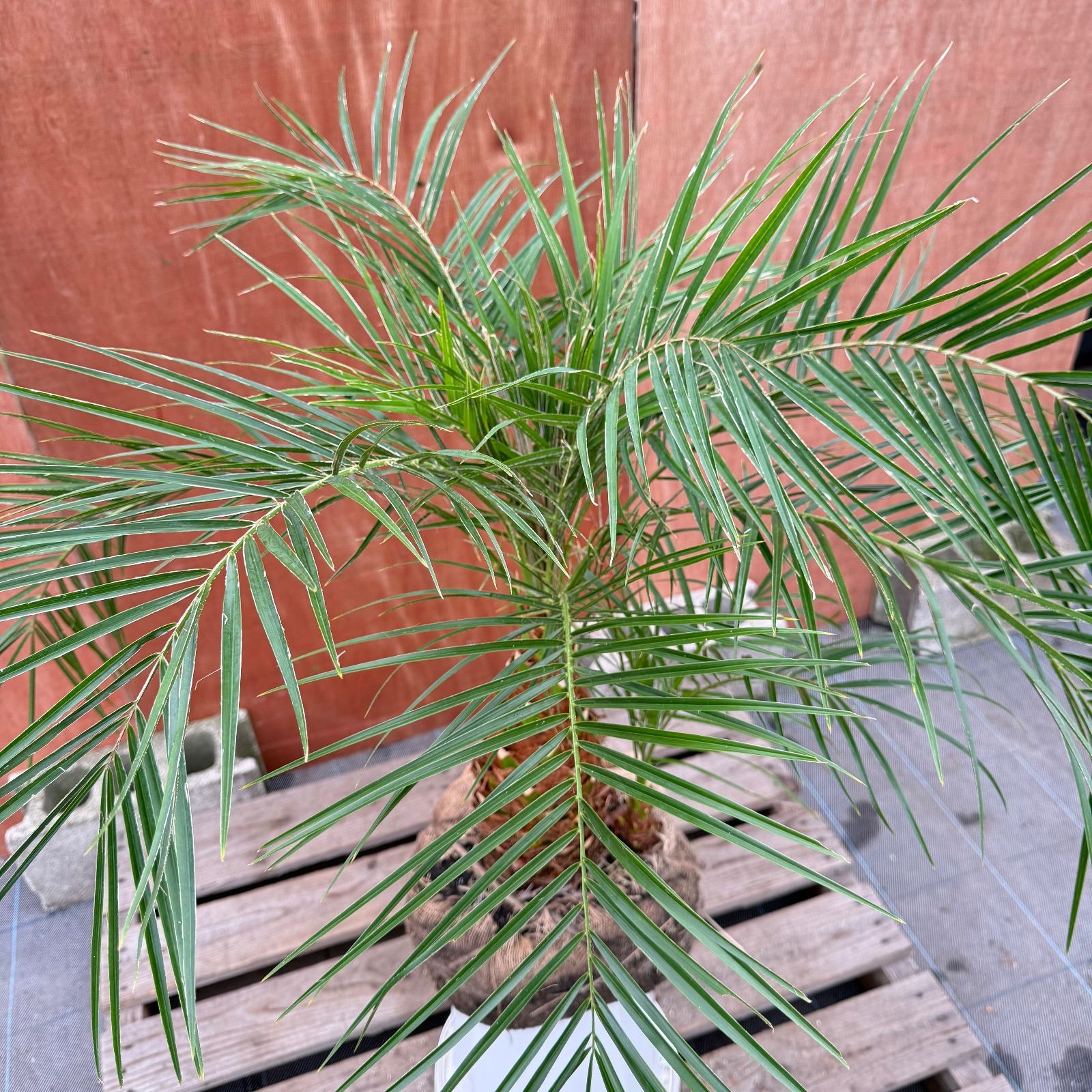 限定株】フェニックス・ロベレニー🌴 2本立ち 希少な極太幹✨ 葉先約