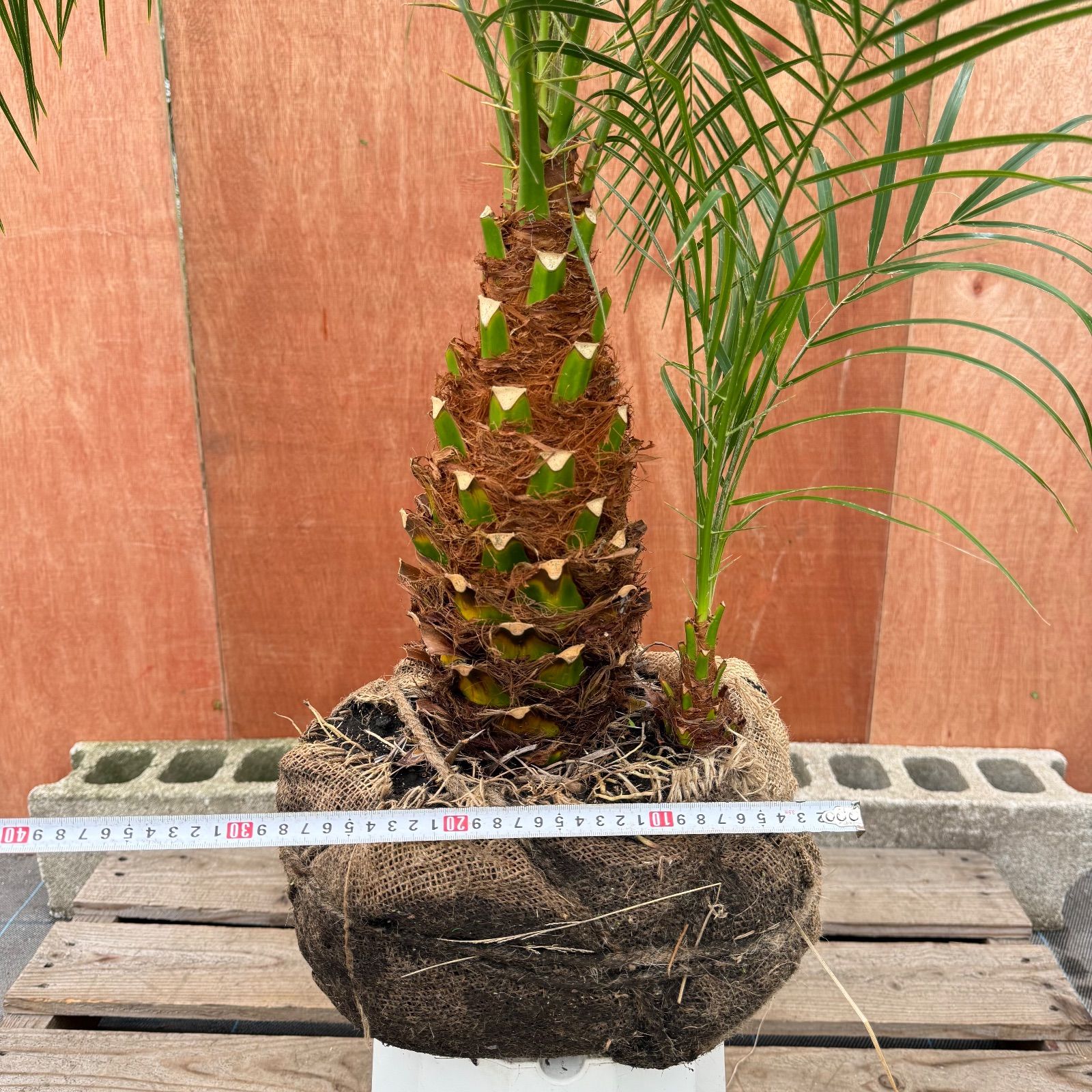 t*n様 フェニックス・ロベレニー 2本立ち 葉先80cm 希少株 限定株