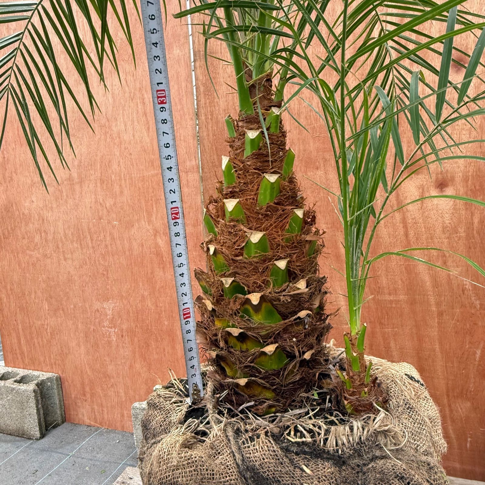 限定株】フェニックス・ロベレニー🌴 2本立ち 希少な極太幹✨ 葉先約