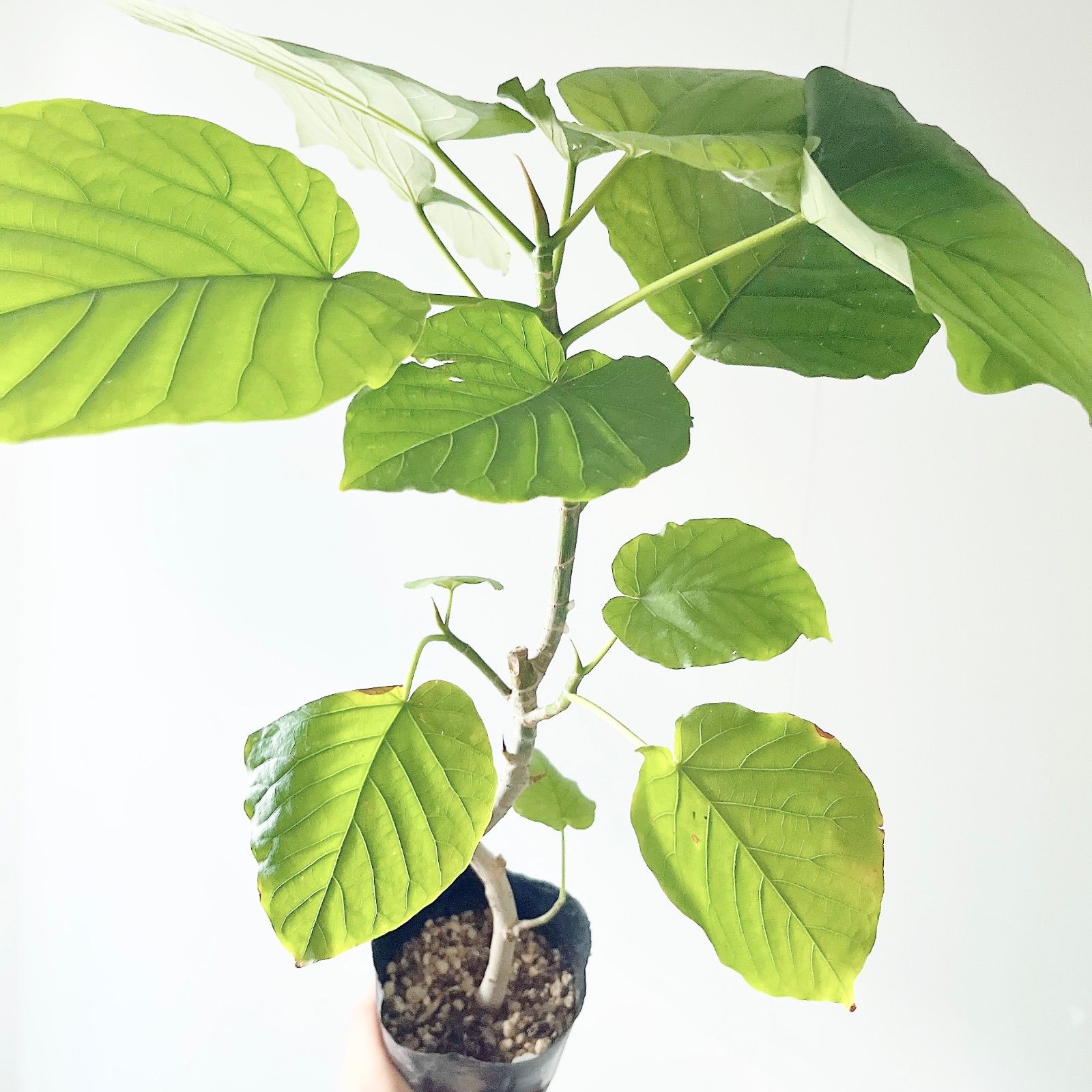 フィカス ベンガレンシス 曲がり ② Ficus benghalensis 5号 現品 ゴム