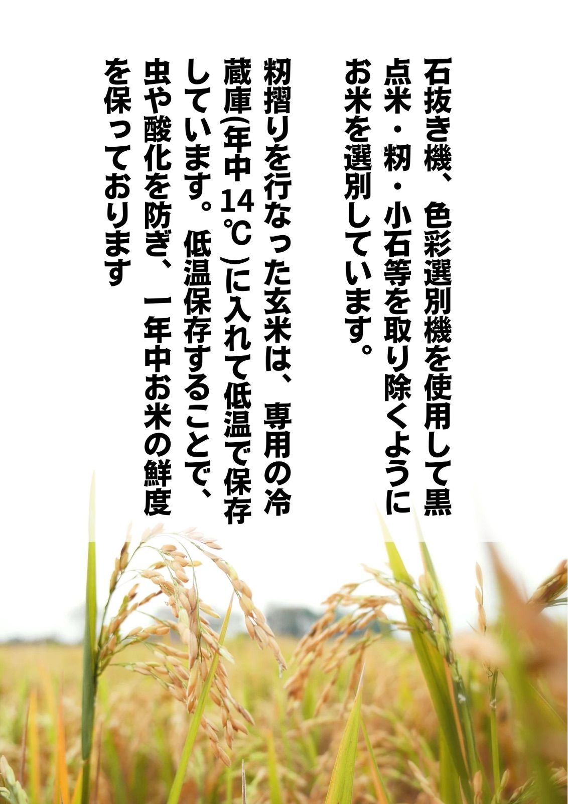 令和7年産】淡路島産 キヌヒカリ玄米 30kg 送料無料 - メルカリ