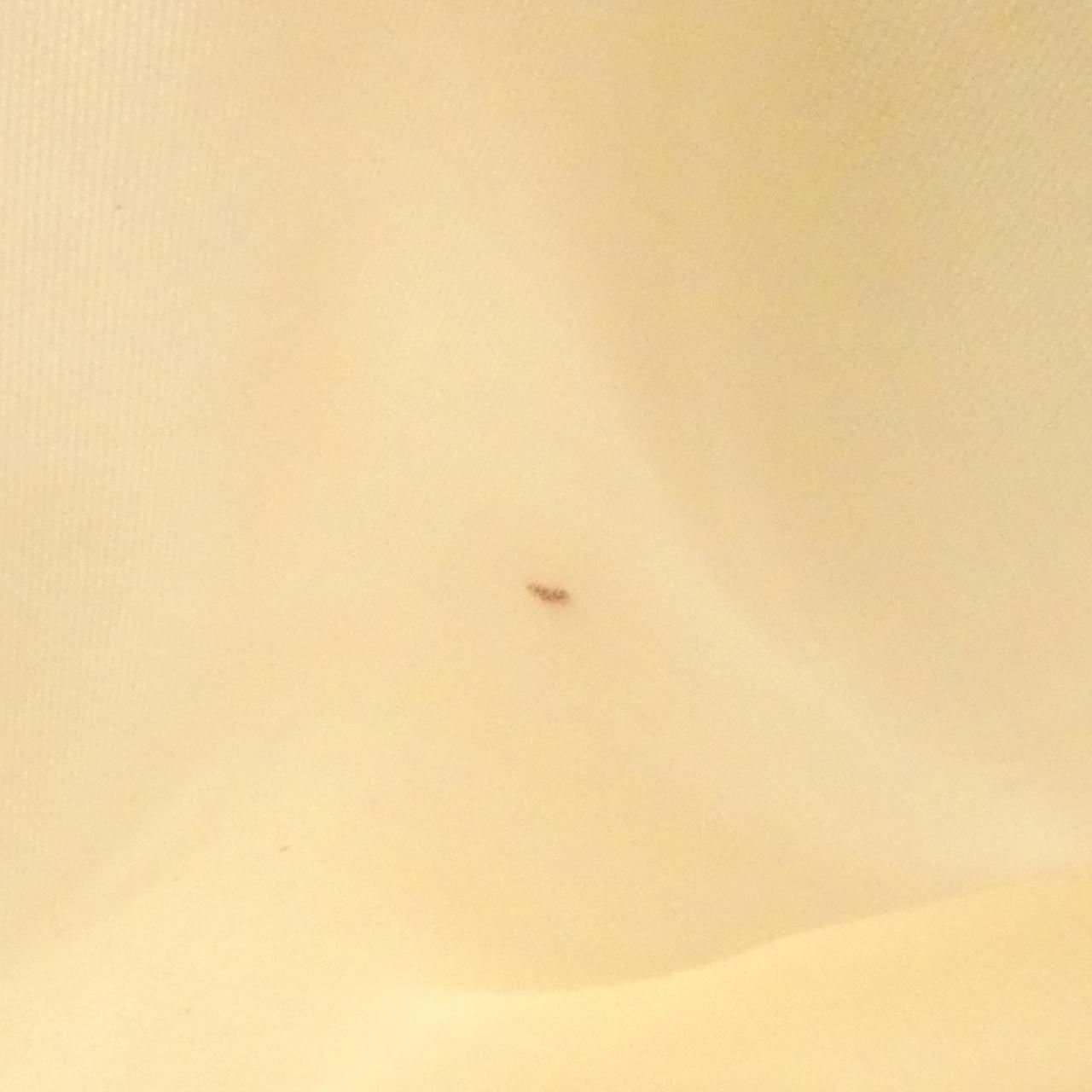  ロンシャン ル プリアージュ 1621 089 バッグ ハンドバッグ バッグ