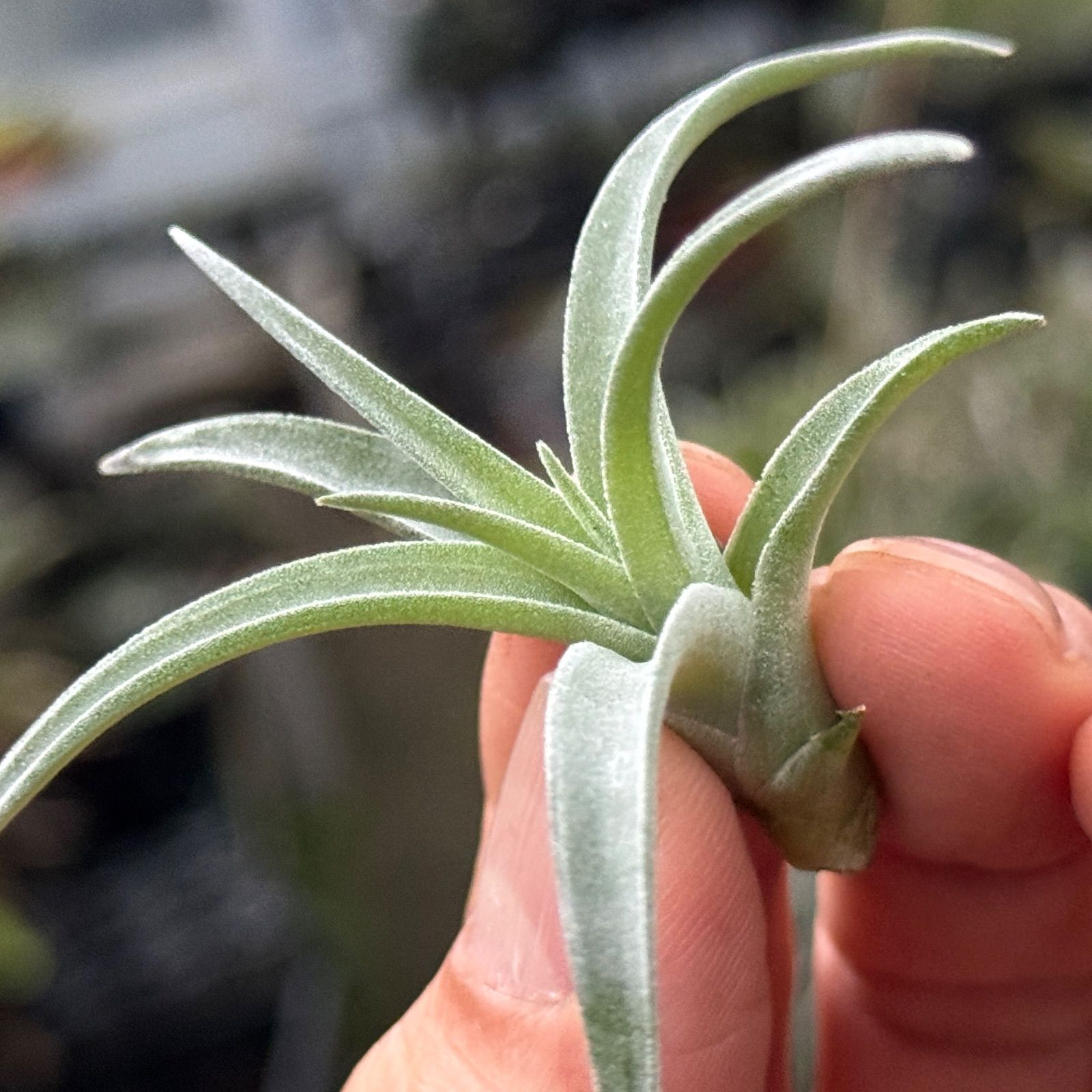 現品＊ きめ細やかでマットなしっとりトリコーム＊ チランジア