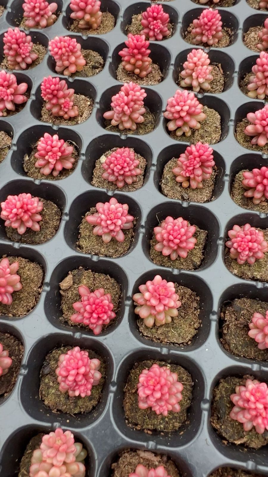 105苗×レッドベリーニシキ 多肉植物 エケベリア セダム アエオニウム グラプトペタルム 韓国苗 寄せ植え LL 074 液体肥料対応 安心保証付き