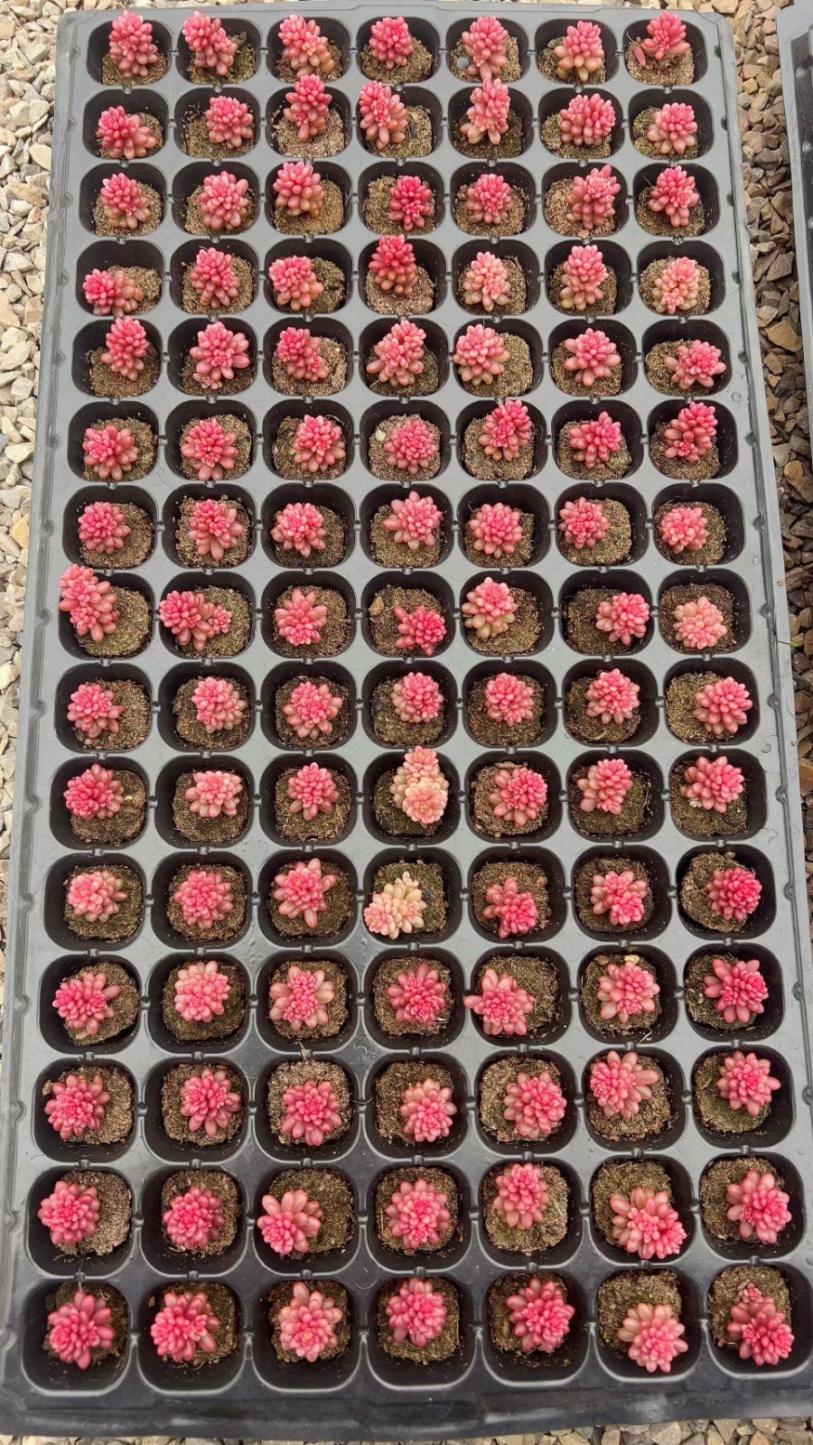 105苗 レッドベリーニシキ 多肉植物 エケベリア セダム アエオニウム グラプトペタルム 韓国苗 寄せ植え LL 074