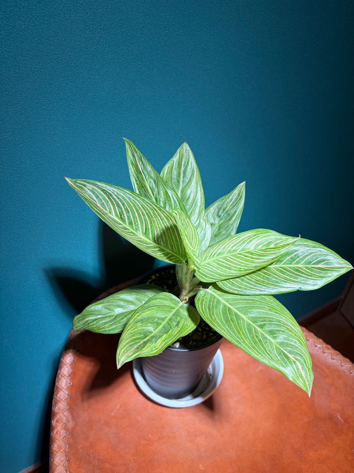 【るんるん】　アグラオネマ　ゴールデンホープ　1株 るんるん】 アグラオネマ ゴールデンホープ 1株 アグラオネマ