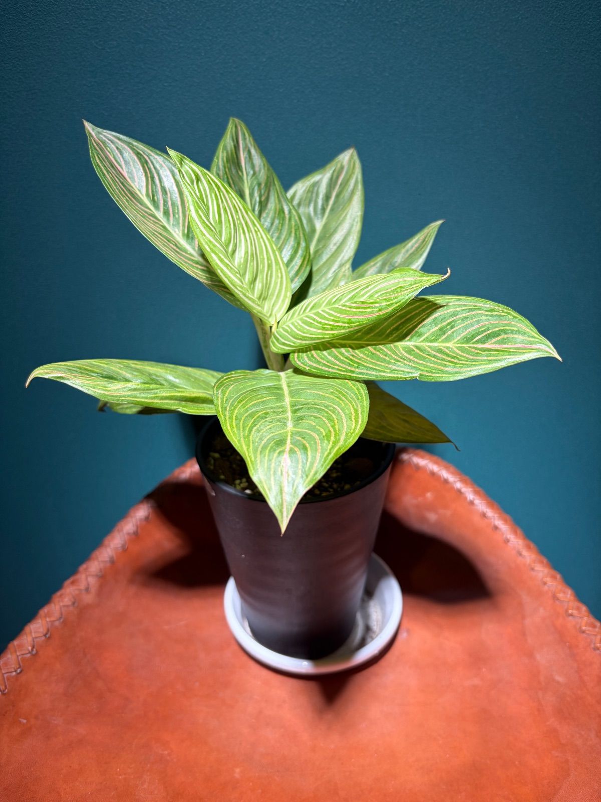 アグラオネマ ゴールデンホープ「Aglaonema Golden Hope」9/7-88C-1