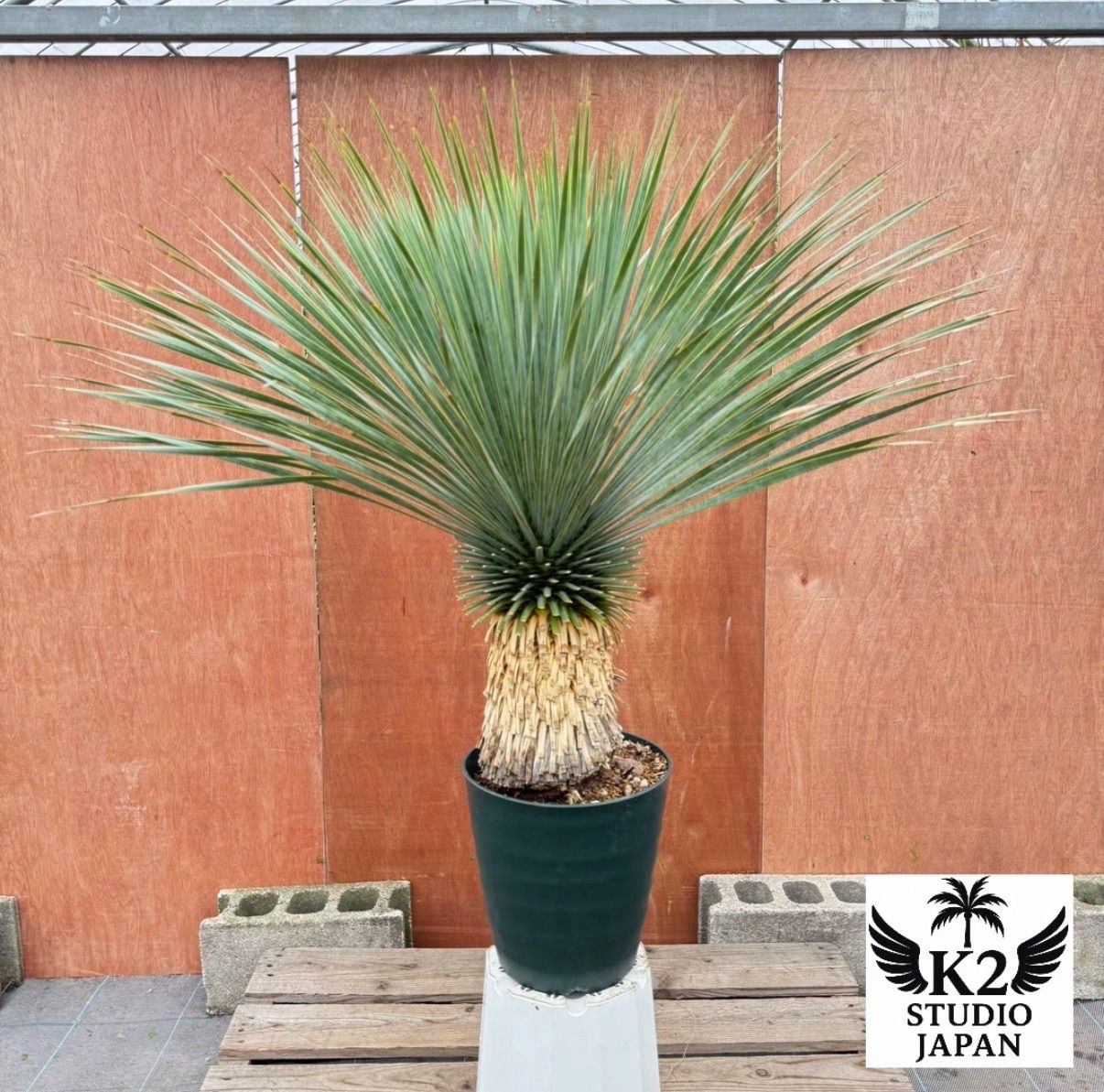ドライガーデン株 ユッカ ロストラータ 鉢付き 葉先約110 cm 耐寒 観葉 庭木に最適