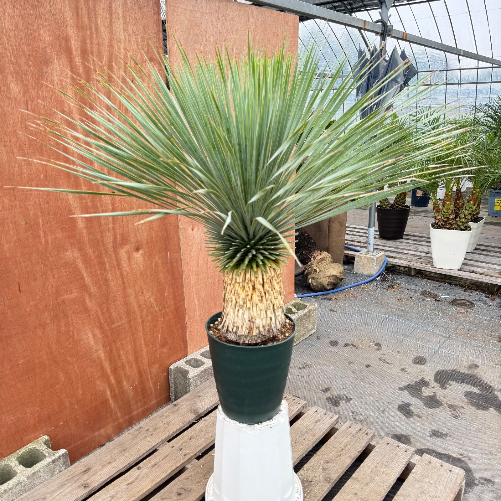 希少ドライガーデン株?】ユッカ・ロストラータ 鉢付き 葉先約110cm