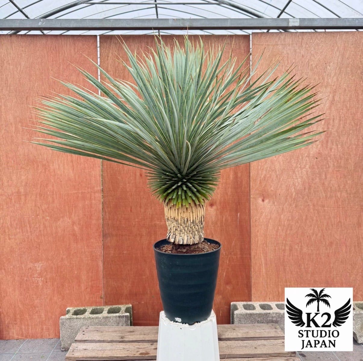ドライガーデン株 ユッカ ロストラータ 鉢付き 葉先約100 cm 耐寒 観葉 庭木に最適