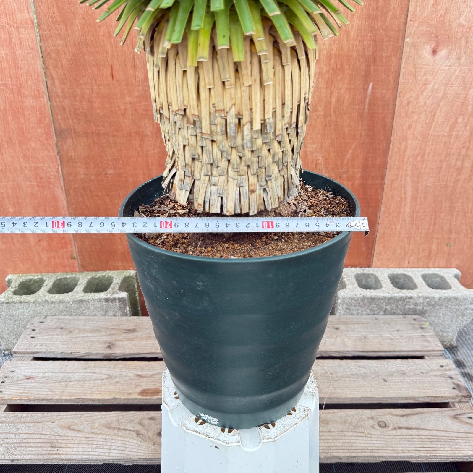 希少ドライガーデン株?】ユッカ・ロストラータ 鉢付き 葉先約100cm