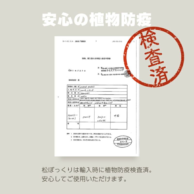 本物松ぼっくり