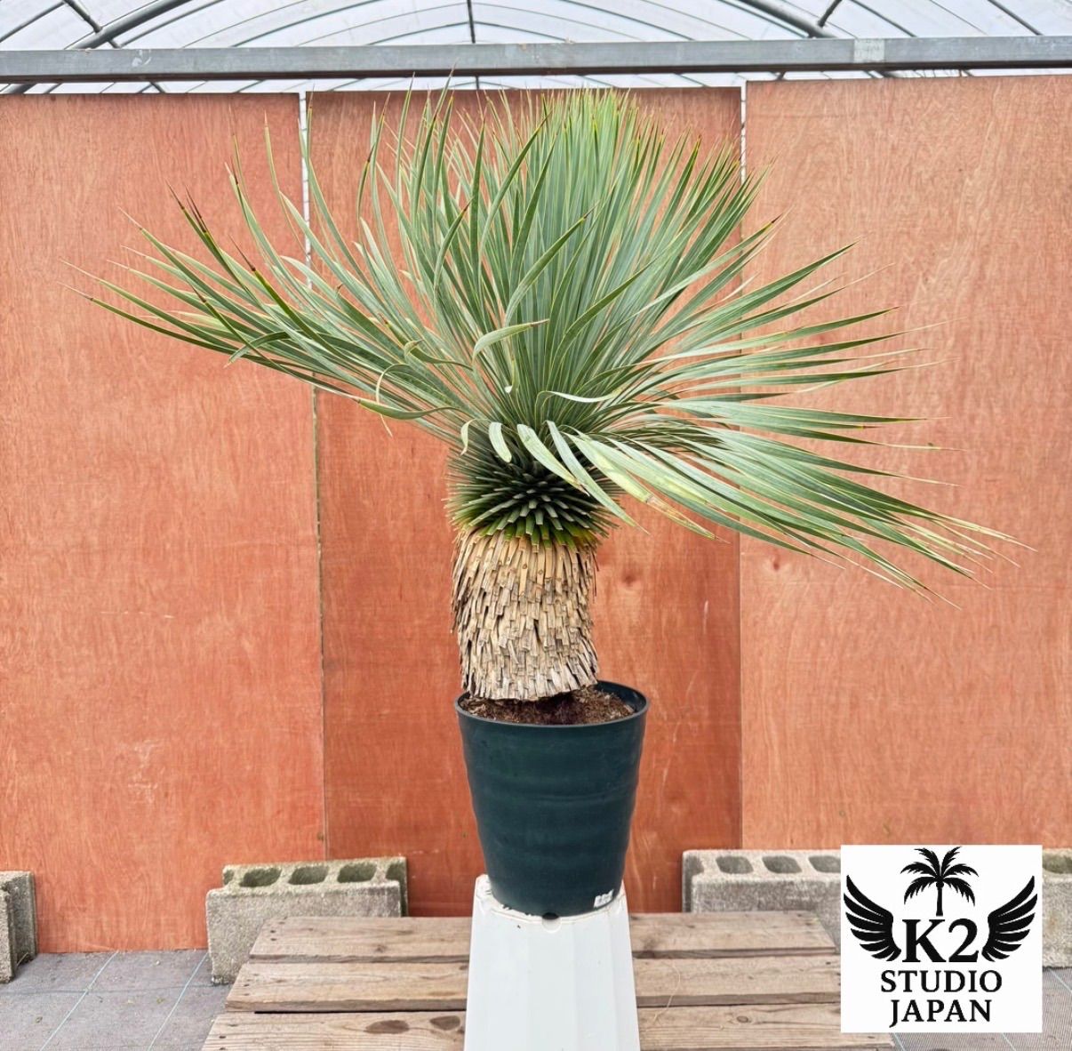 ドライガーデン株 ユッカ ロストラータ曲がり 鉢付き 葉先約100 cm 耐寒 観葉 庭木に最適