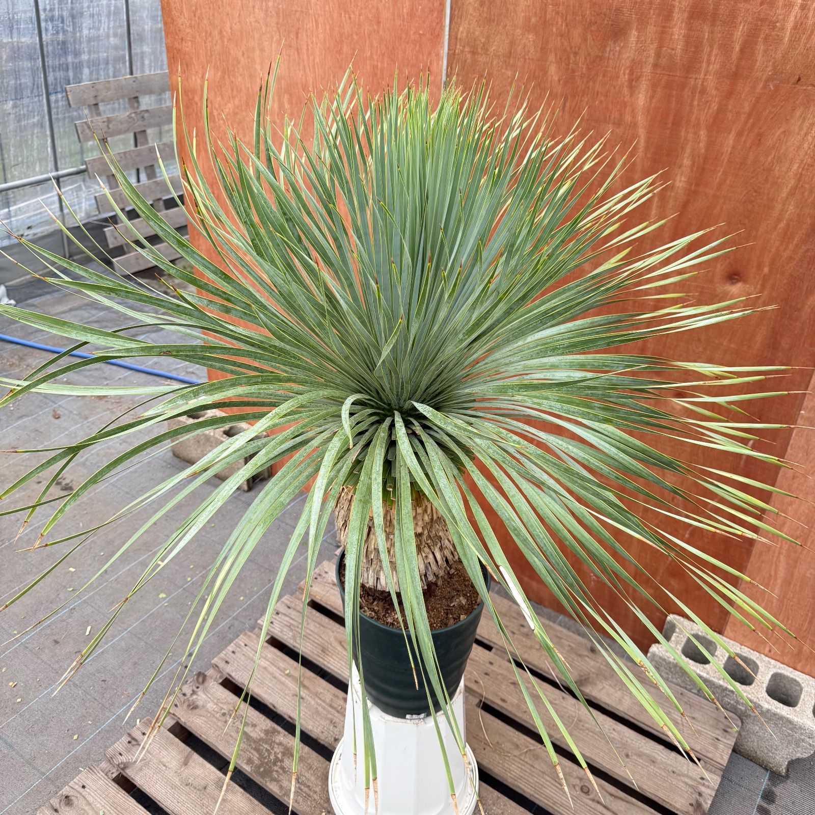 ドライガーデン株 ユッカ ロストラータ曲がり 鉢付き 葉先約100 cm 耐寒 観葉 庭木に最適