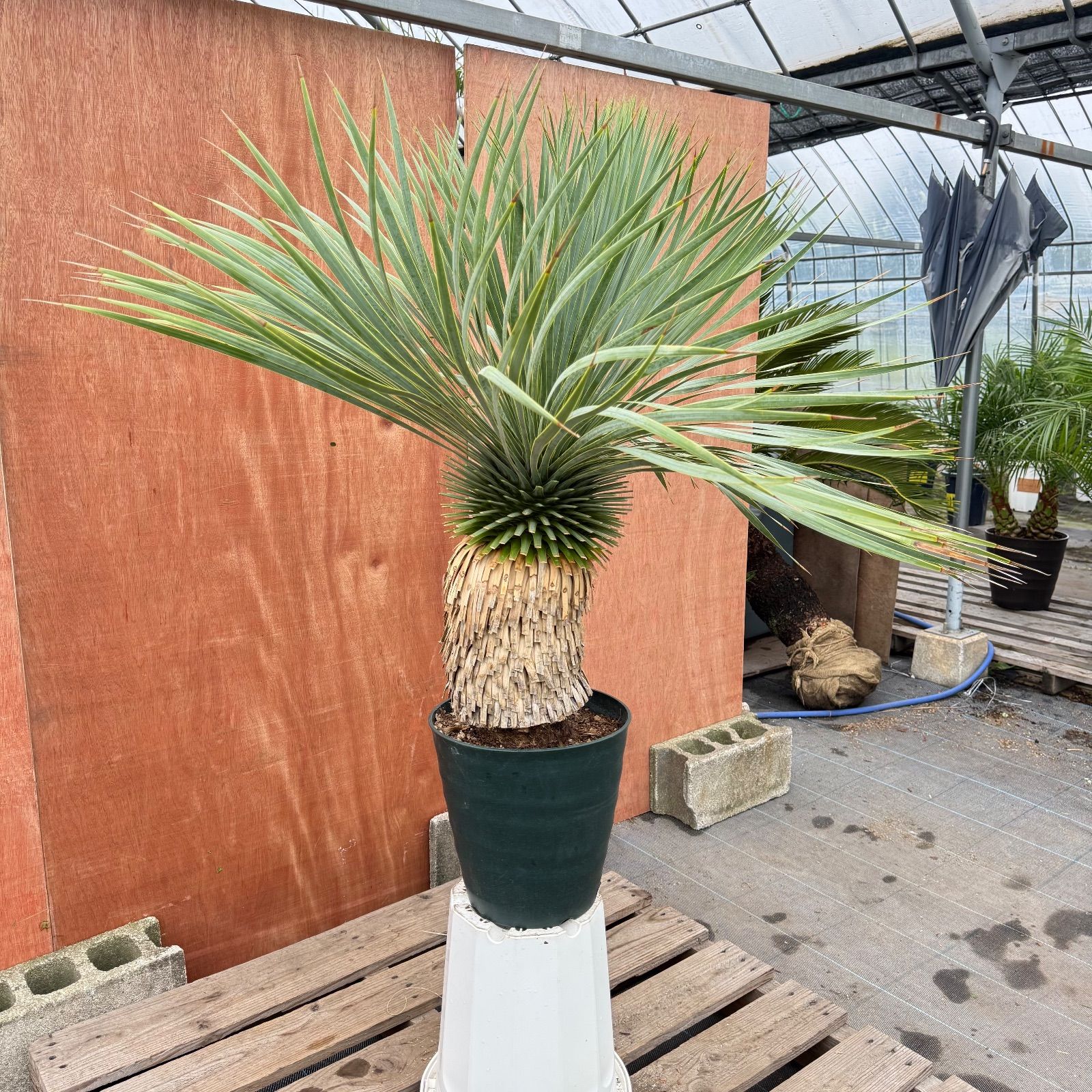 ドライガーデン株 ユッカ ロストラータ曲がり 鉢付き 葉先約100 cm 耐寒 観葉 庭木に最適