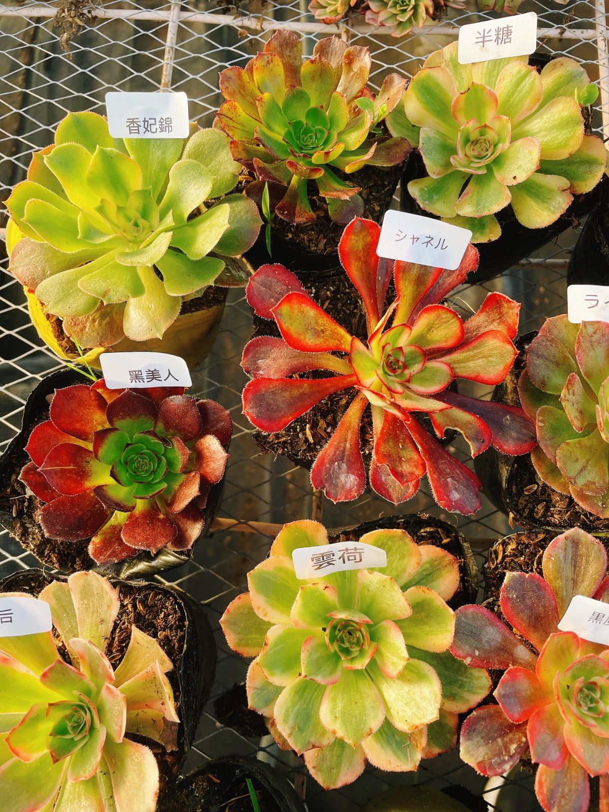 アエオニウム 16種抜き苗セット 根っこあり 名前付 多肉植物 シャネル