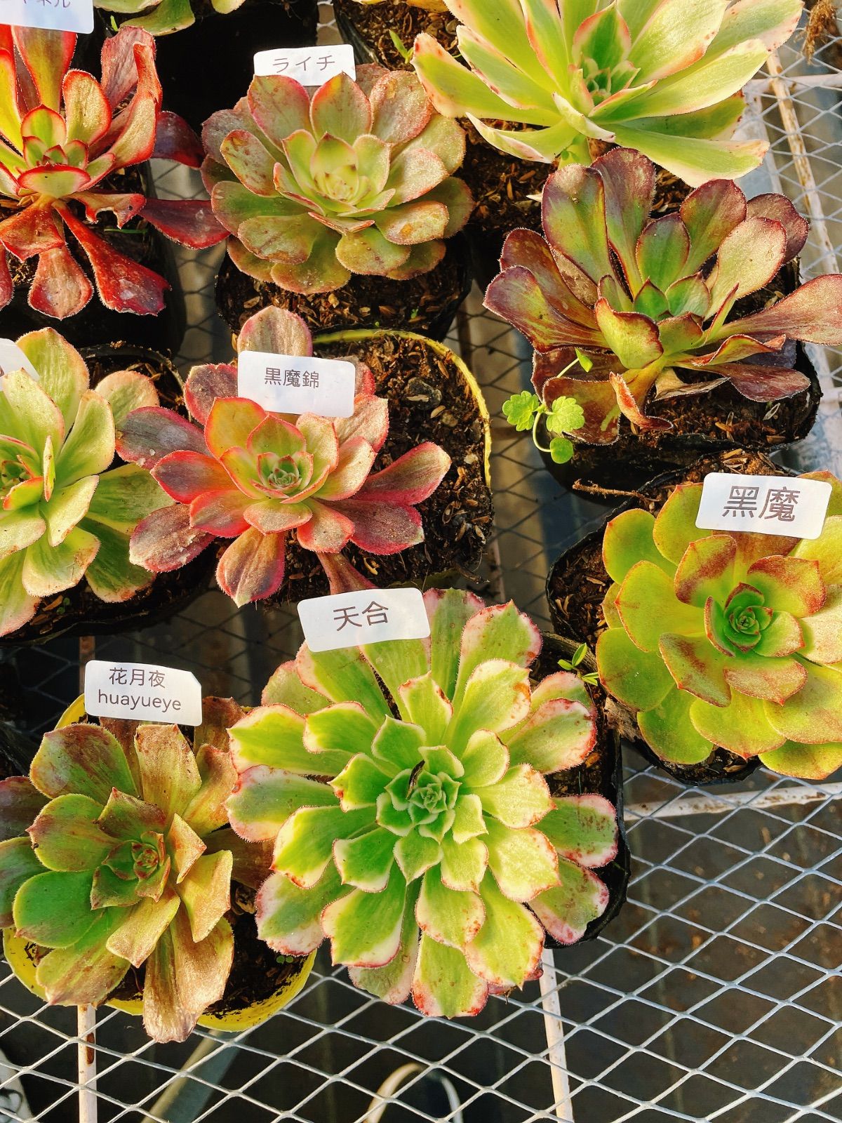 アエオニウム 16種抜き苗セット 根っこあり 名前付 多肉植物 シャネル