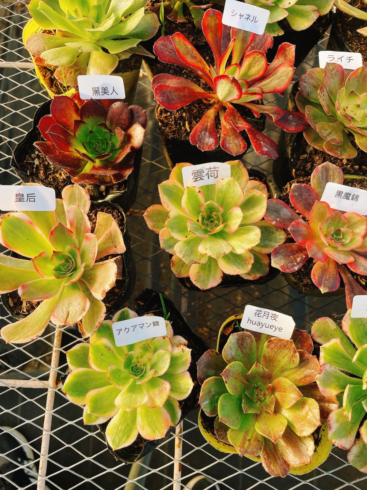 アエオニウム 16種抜き苗セット 根っこあり 名前付 多肉植物 シャネル