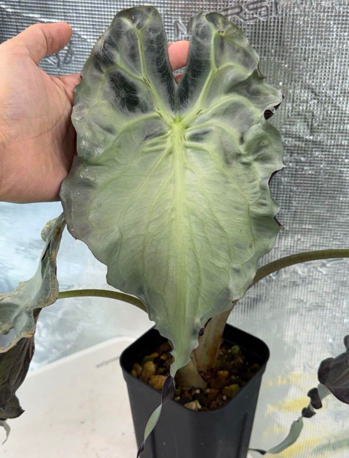 アロカシア ヴェノム Alocasia 'Venom' 管理番号m87 アロカシア