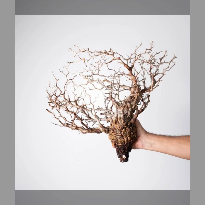 Kouji Makino OP 235 223