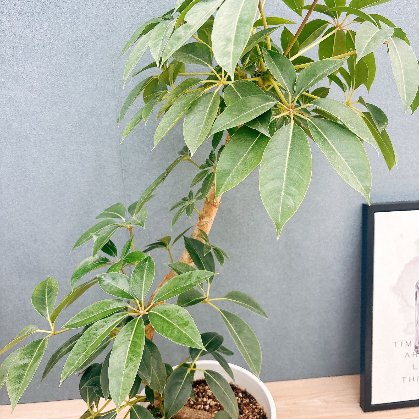 シェフレラ ピュックレリ