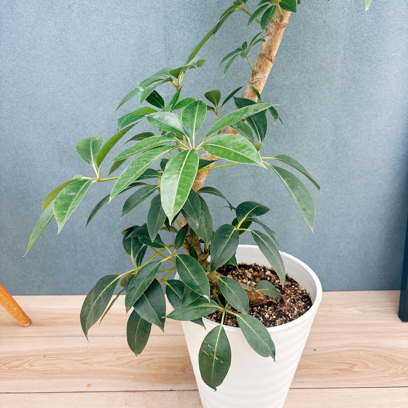 現品 2番 ツピタンサス 8号 観葉植物 室内 大型 おしゃれ シェフレラ ピュックレリ シェフレラ  カポック 観葉植物 フラワー ガーデニング