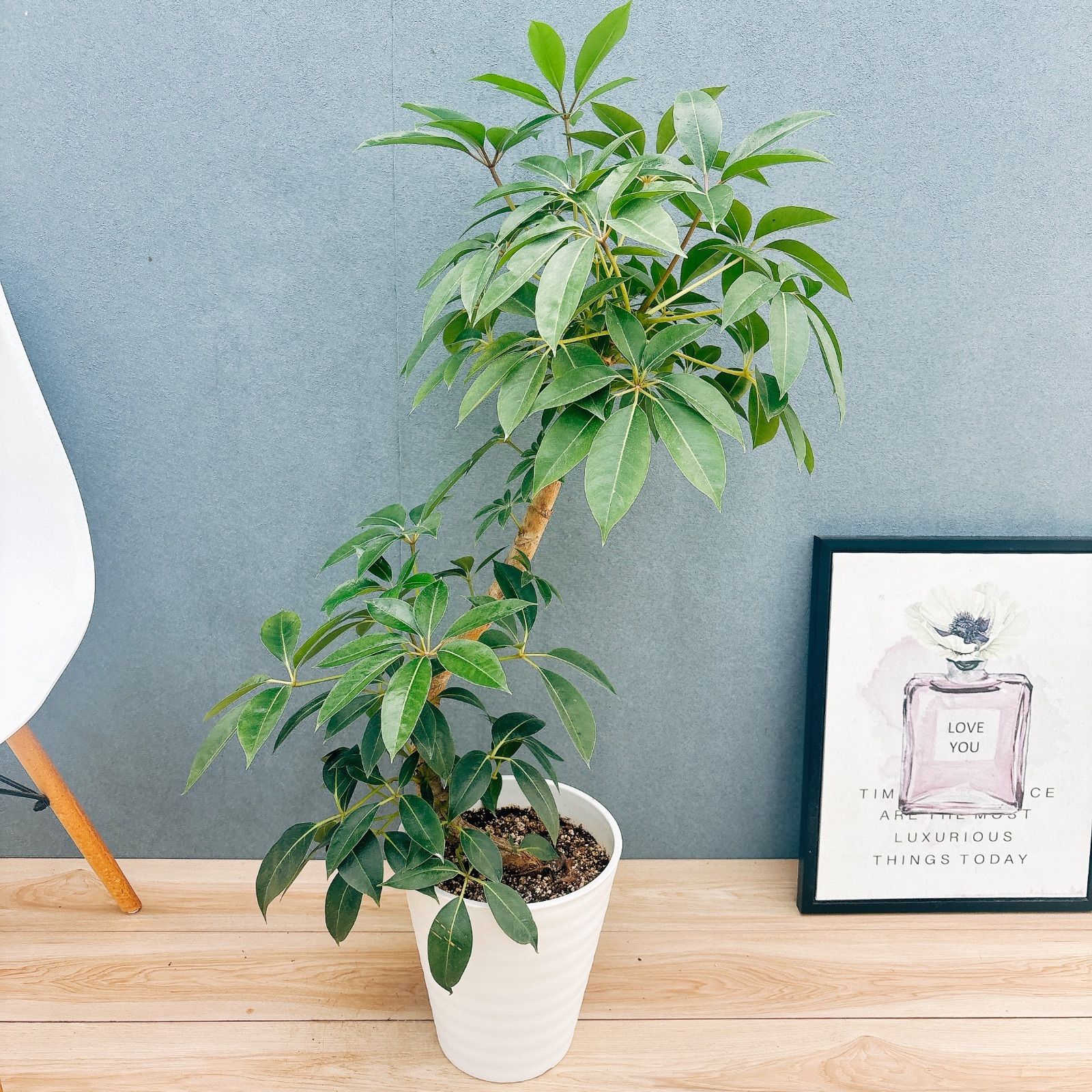 現品 2番 ツピタンサス 8号 観葉植物 室内 大型 おしゃれ シェフレラ ピュックレリ