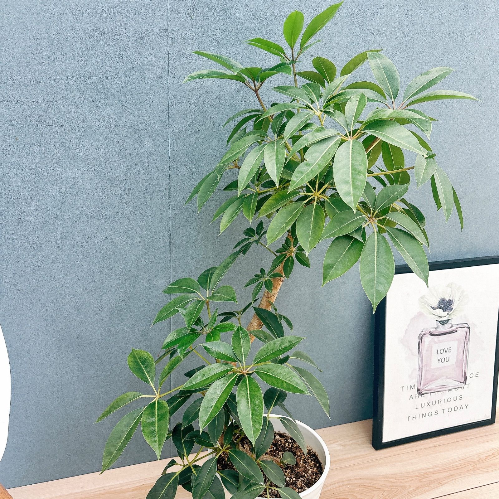 2番 ツピタンサス