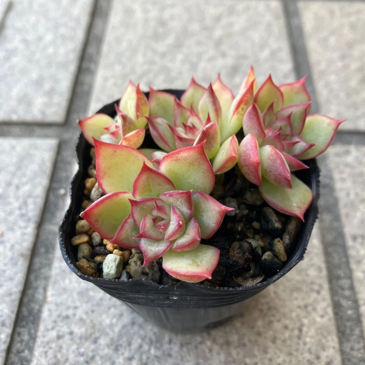 多肉植物 シルエット×ダークアイス 抜き苗 - メルカリ