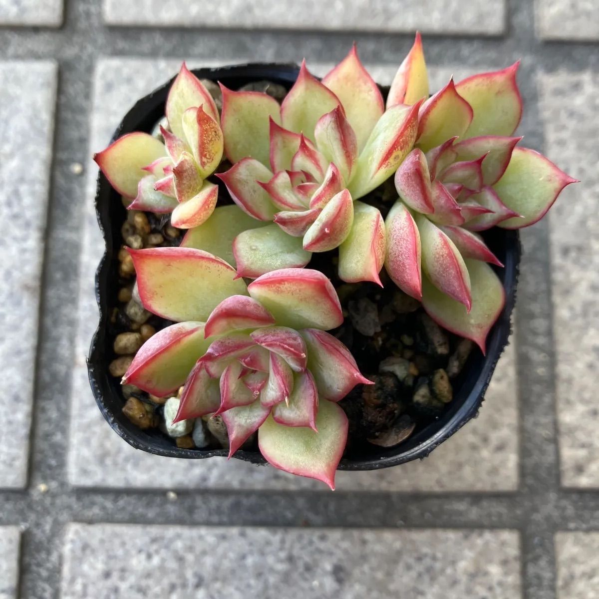 多肉植物 シルエット×ダークアイス 抜き苗 - メルカリ