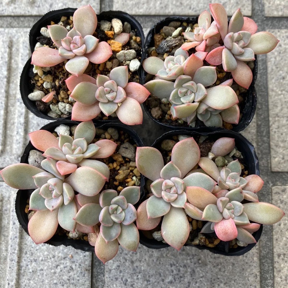 すぐにピンクプリティ丼出来ます💕多肉植物 ピンクプリティ 4ポット