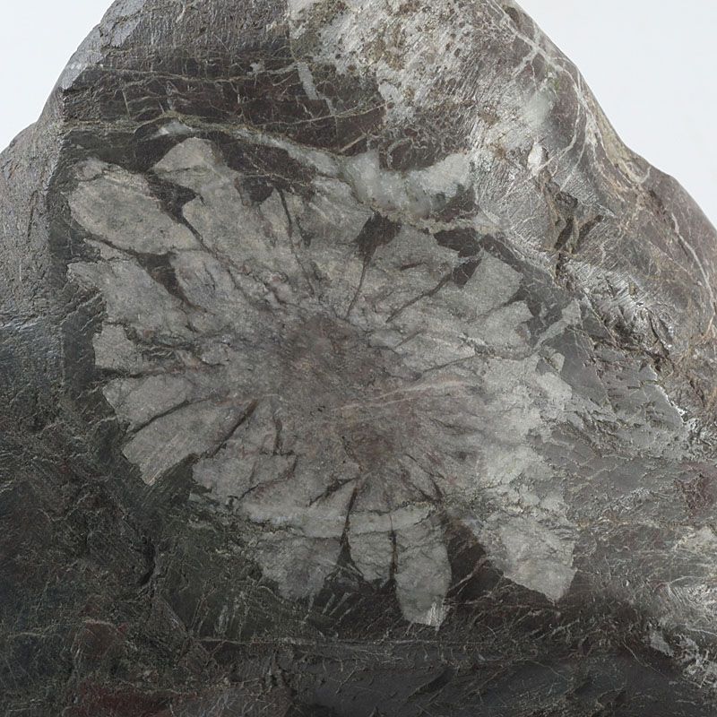 鑑賞石 天然石 菊花石 置物 重さ約1439g 唐木台付 C S257 - メルカリ