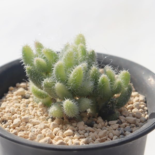 エキナツム錦 ドロサンテマム Drosanthemum sp variegata 多肉植物