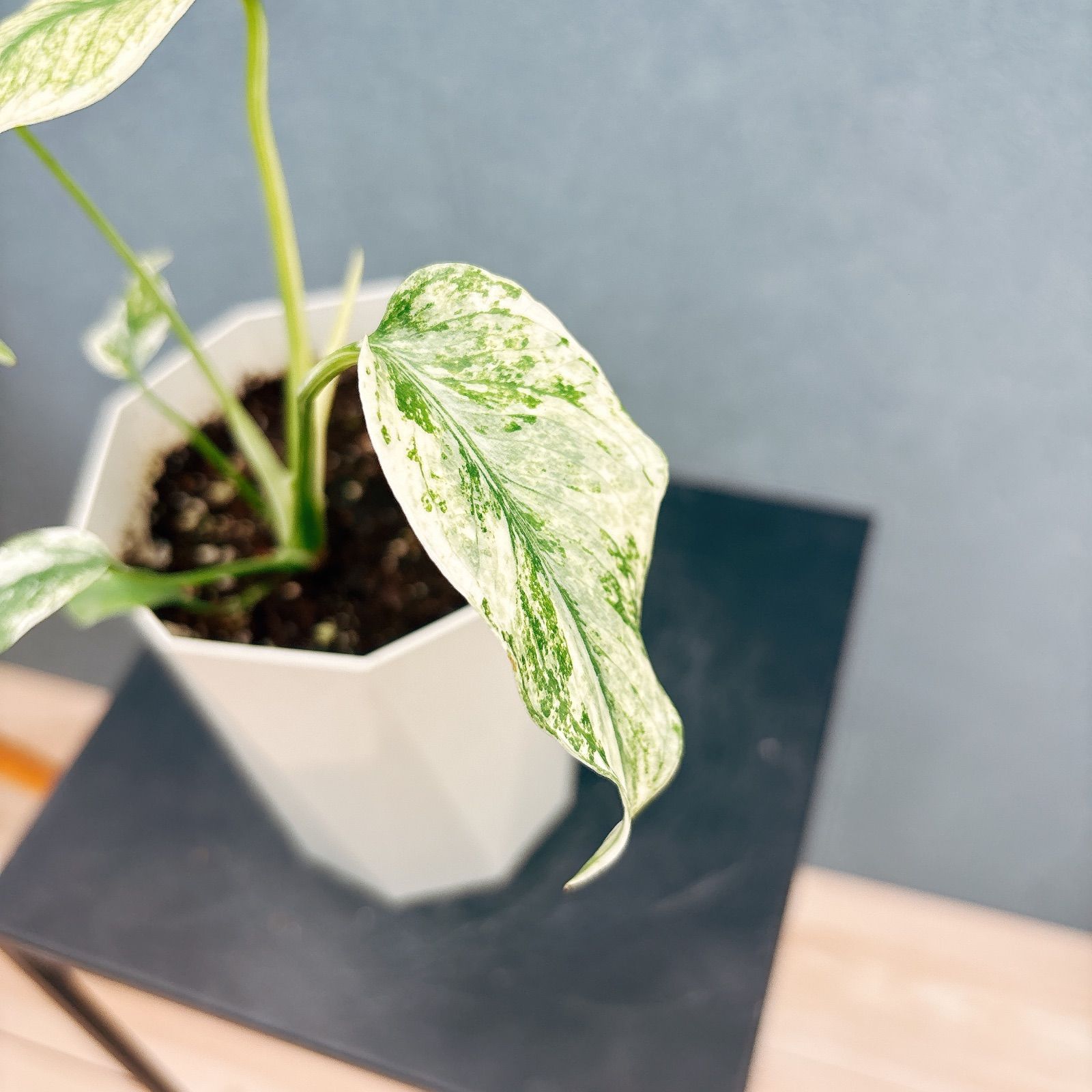 No.024/-TGK-r0406-/Monstera deliciosa mint variegated/モンステラ