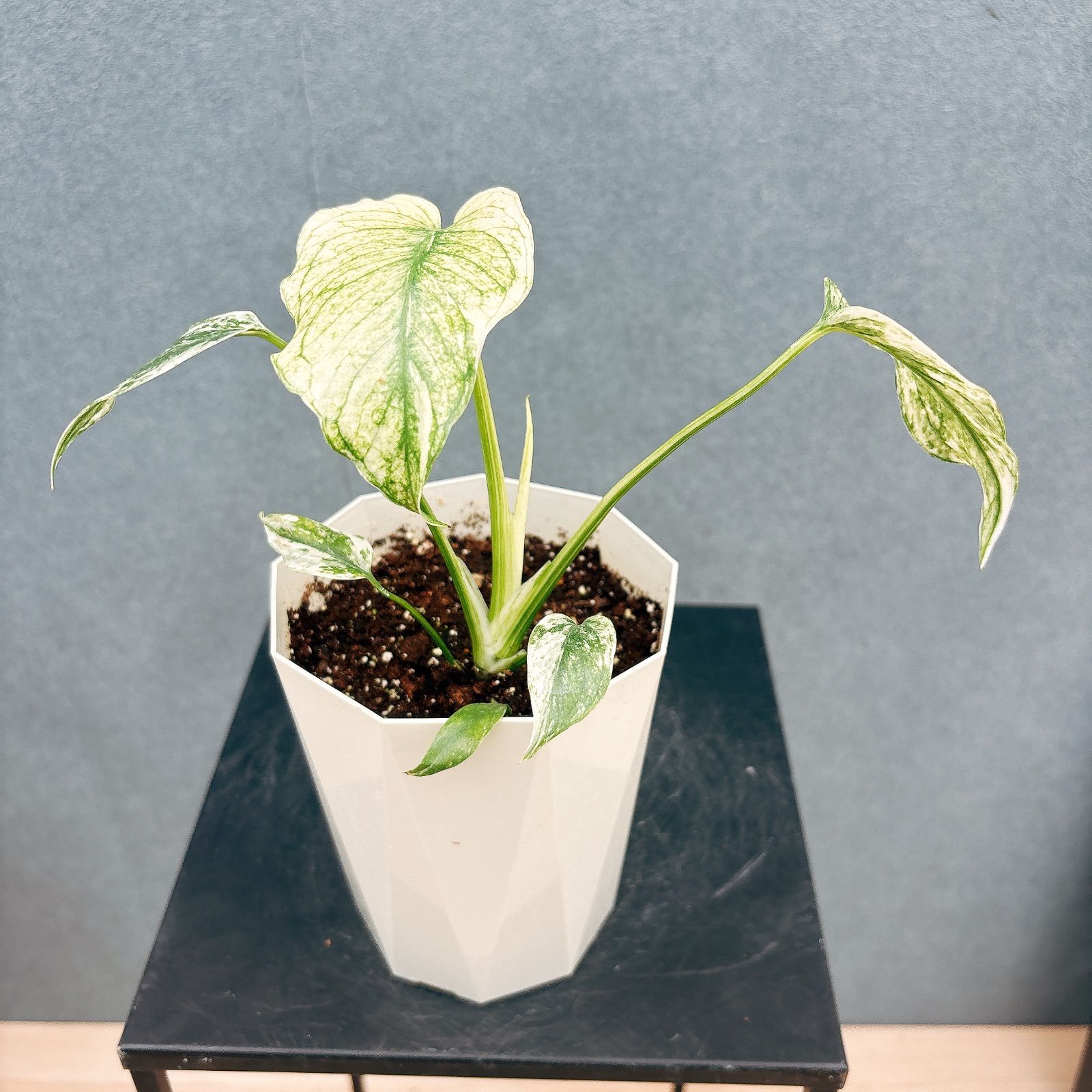 現品 超 2番 モンステラ デリシオーサ ミント バリエゲイティッド 4号 斑入り 観葉植物 室内