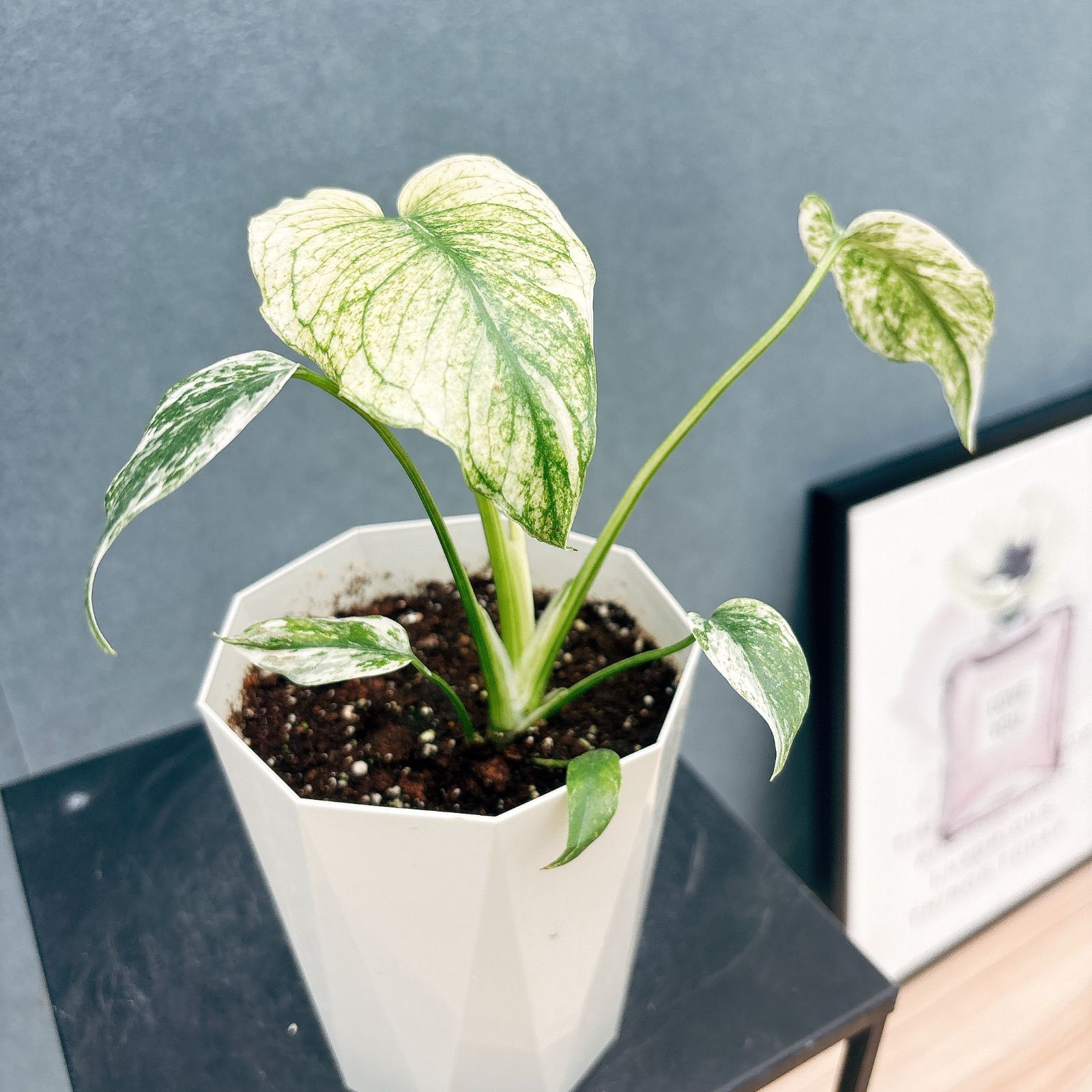 現品 超 2番 モンステラ デリシオーサ ミント バリエゲイティッド 4号 斑入り 観葉植物 室内