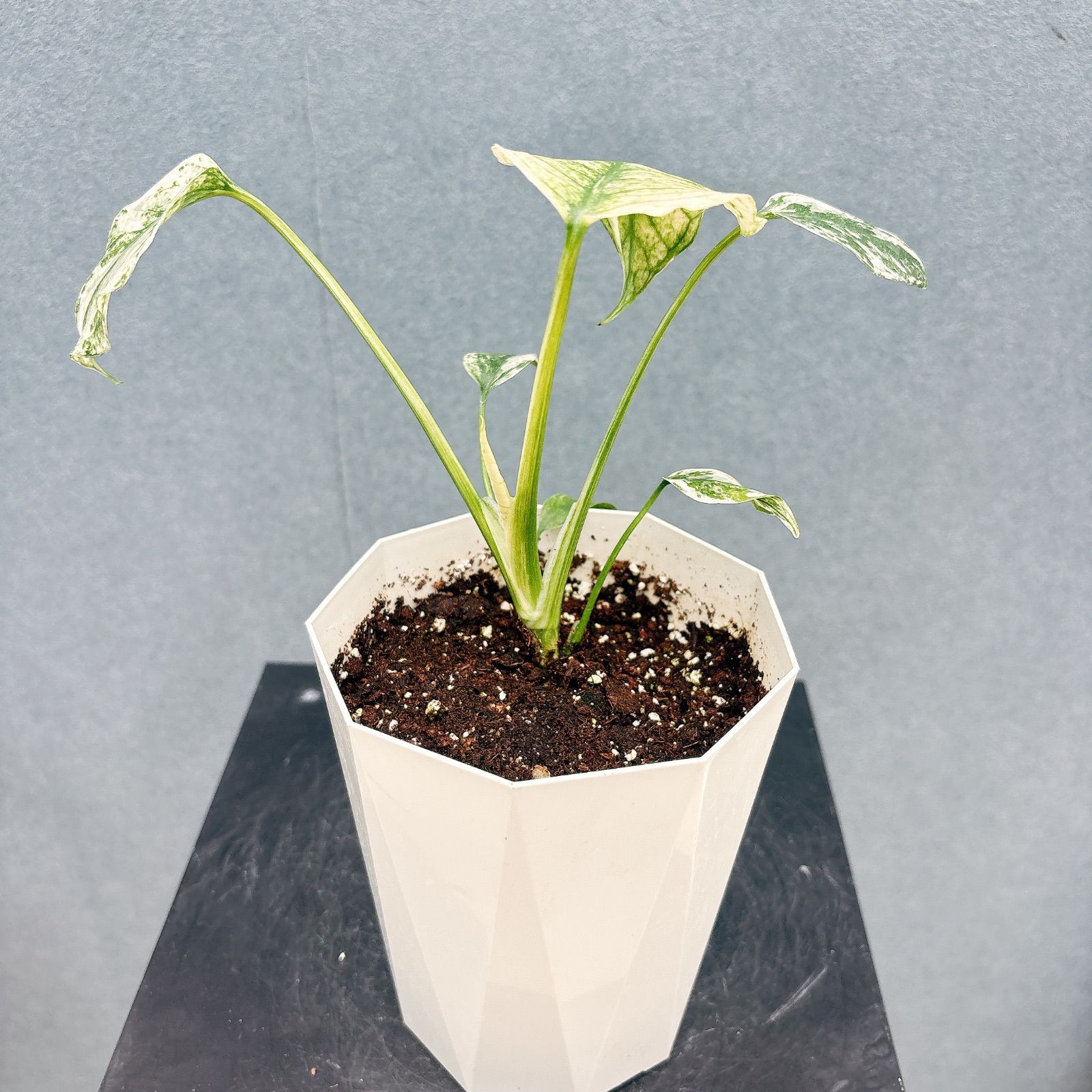 在庫］【超レア】モンステラ デリシオーサ ミント バリエゲイティッド