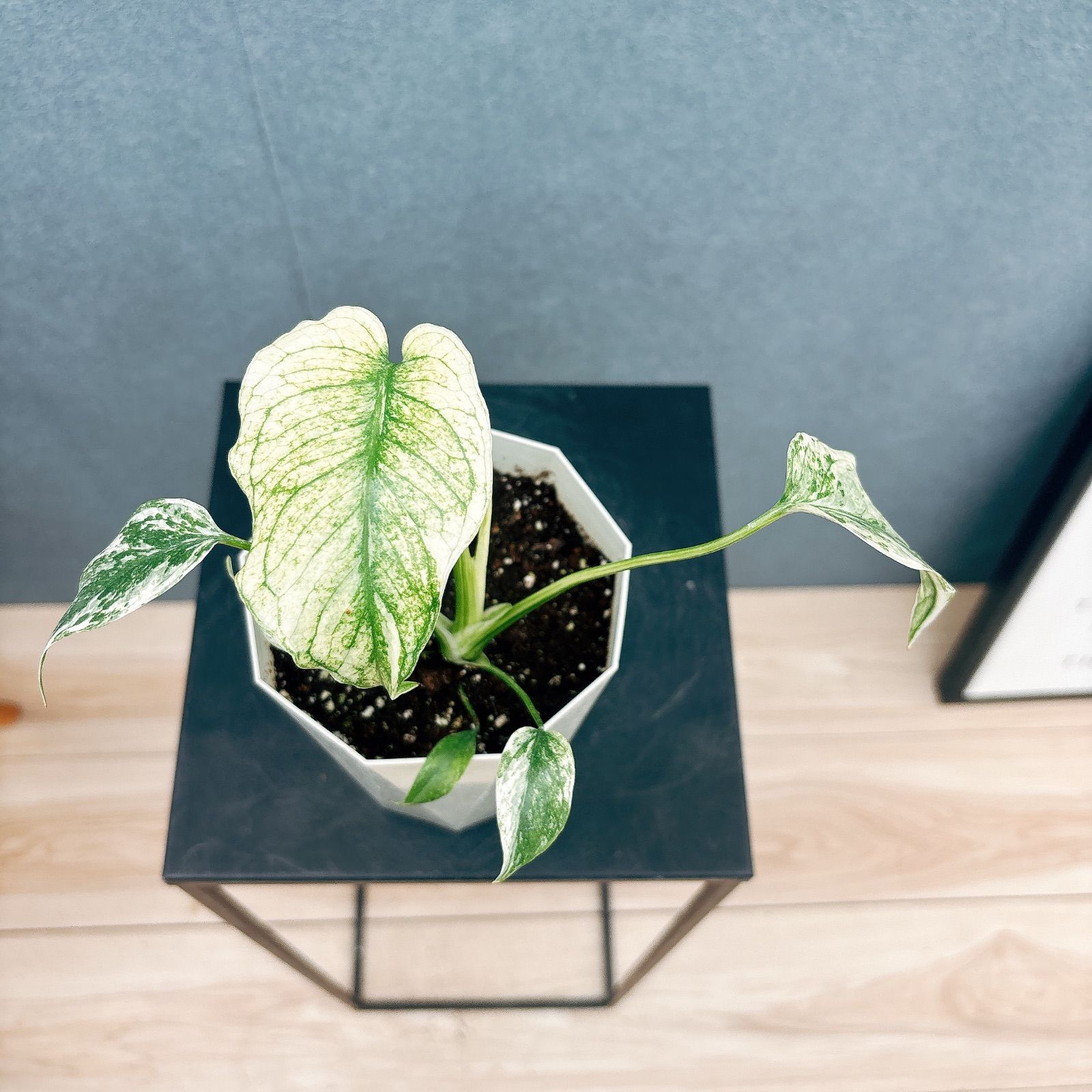 在庫］【超レア】モンステラ デリシオーサ ミント バリエゲイティッド