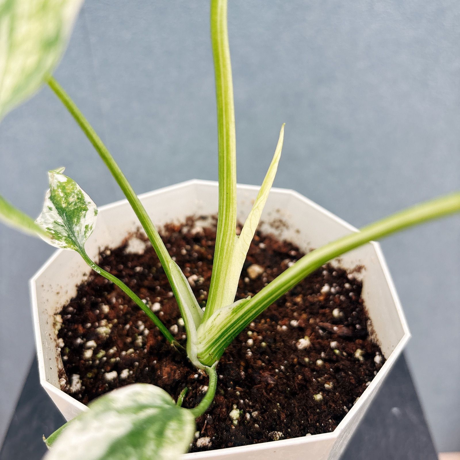 在庫］【超レア】モンステラ デリシオーサ ミント バリエゲイティッド